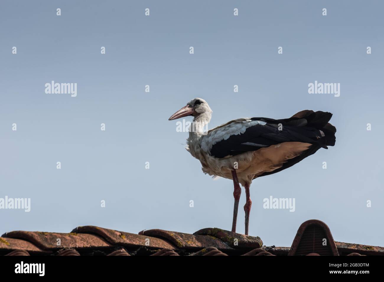 singolo nero bianco storck in piedi su un tetto rosso e guarda a lato con cielo blu Foto Stock