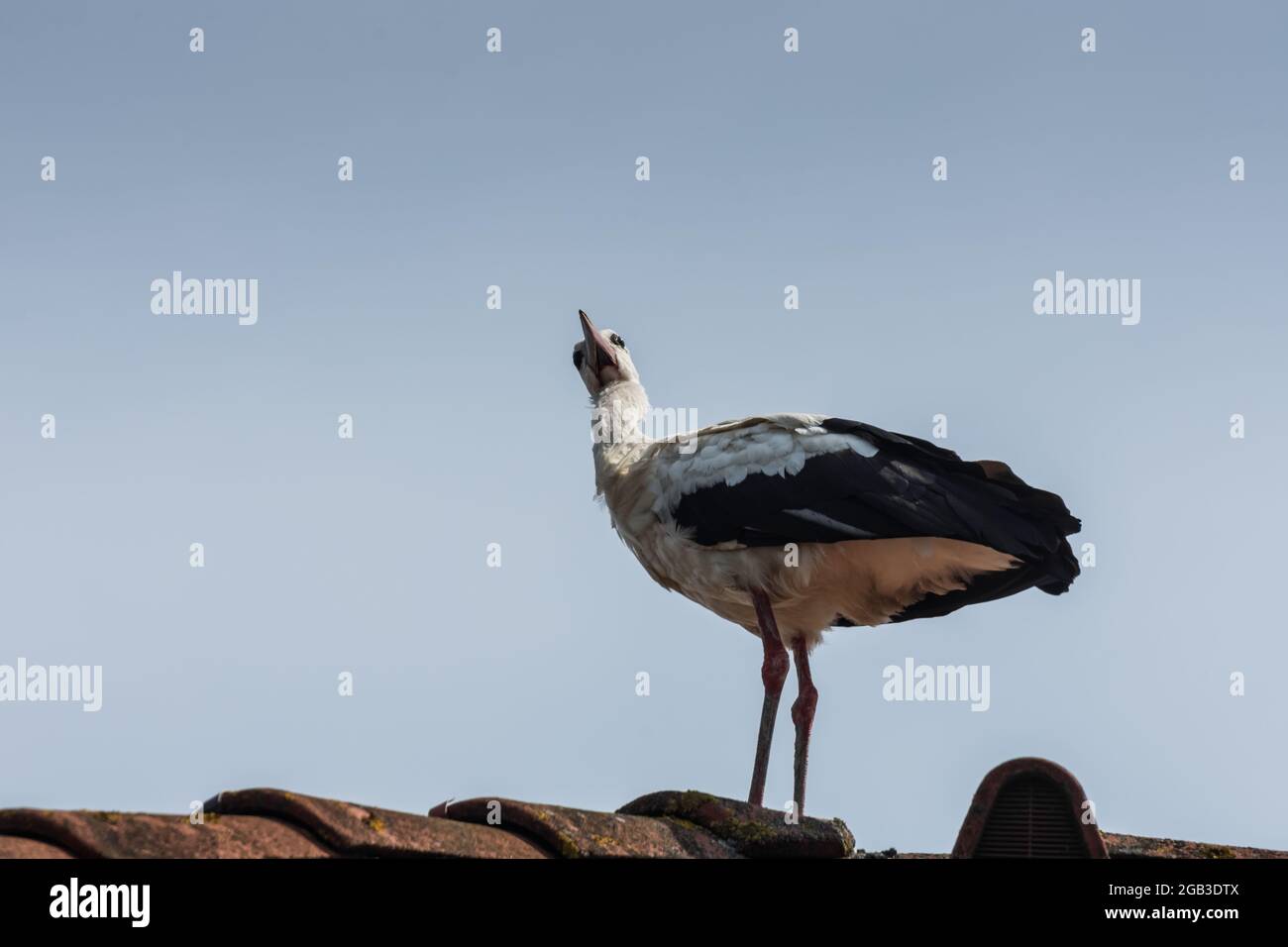 single storck in piedi su un tetto rosso e guarda fino al cielo blu in estate Foto Stock