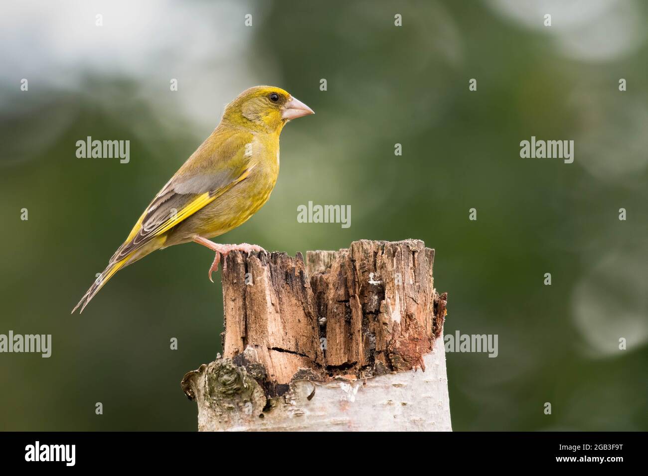 Bellissimo greenfinch (Carduelis Chloris) seduta su un ceppo di alberi a metà norfolk inghilterra Foto Stock