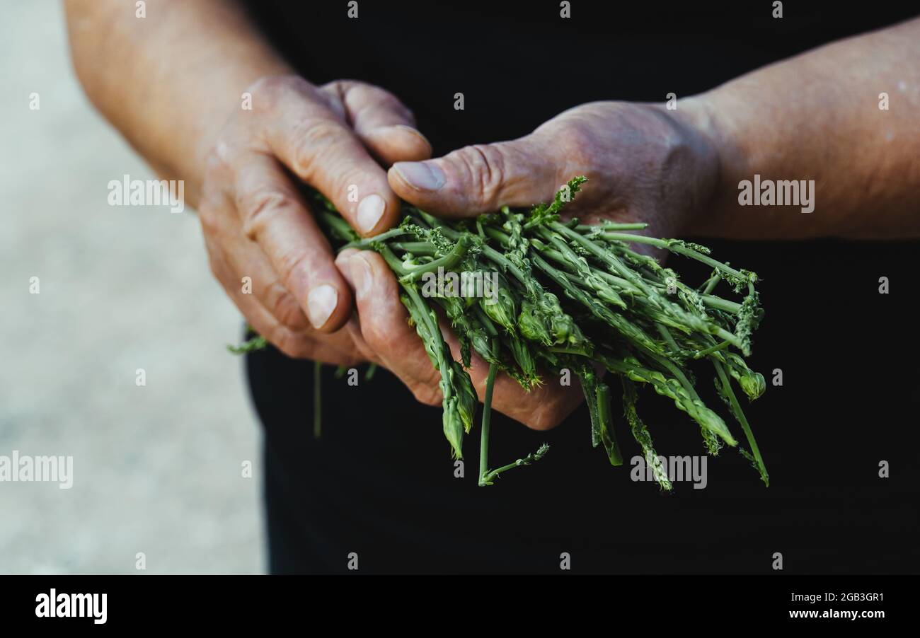 Primo piano di una donna anziana che tiene freschi asparagi selvatici crudi provenienti dalla campagna. Foto Stock