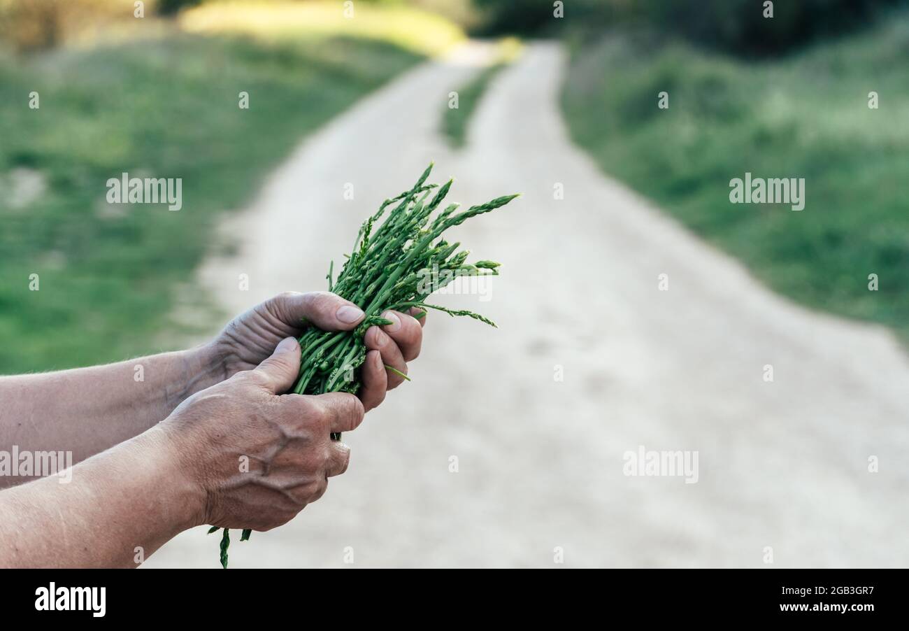 Primo piano di una donna anziana che tiene freschi asparagi selvatici crudi provenienti dalla campagna. Foto Stock