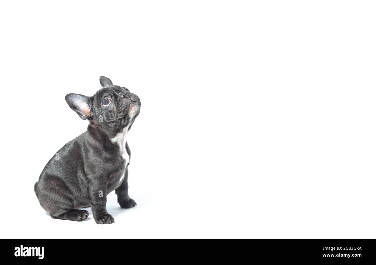 Bulldog Francese cucciolo, cosa sapere e come educare questo piccolo