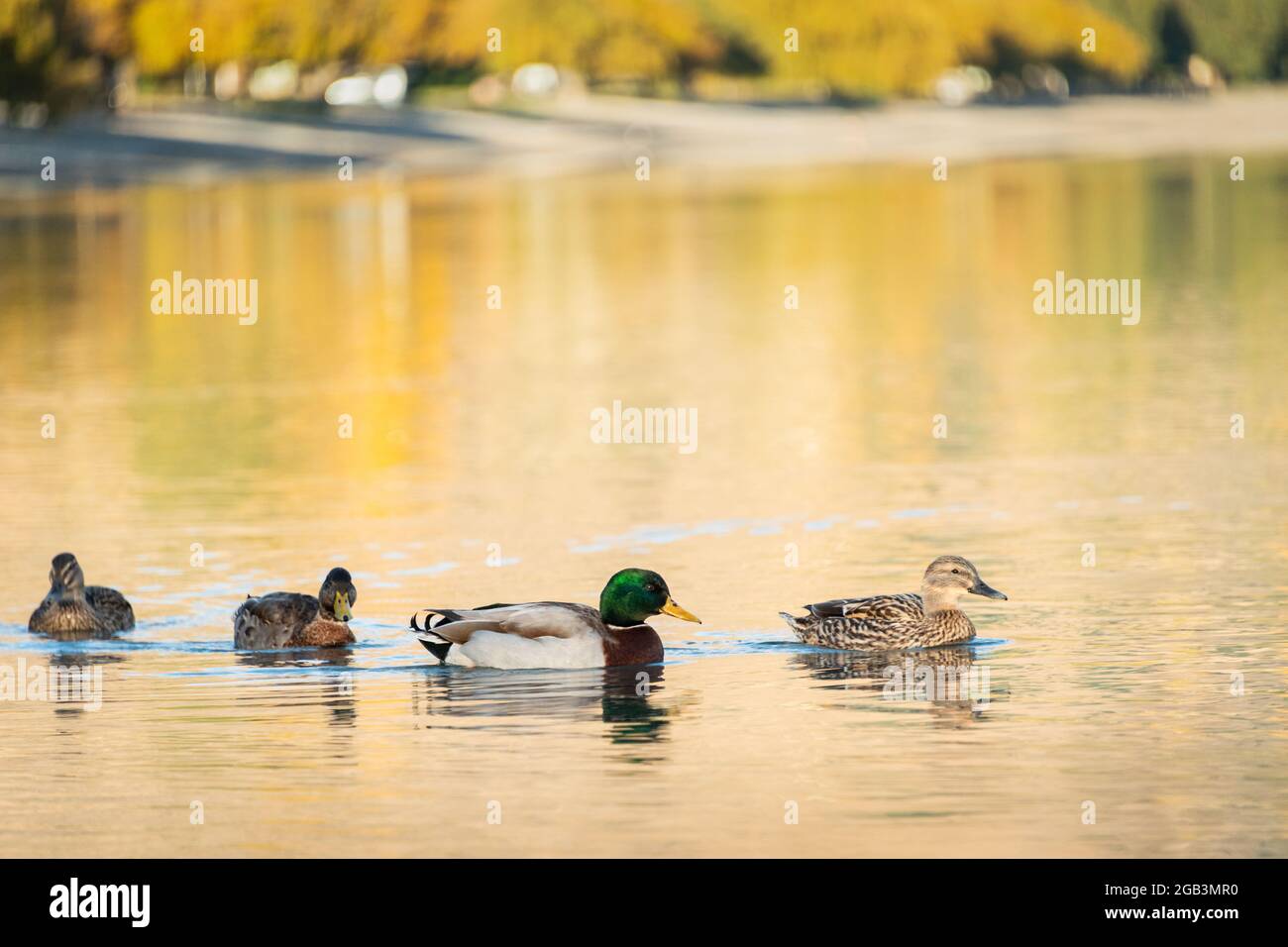 Anatre nuotare nel lago Wanaka con colori autunnali riflessi in acqua Foto Stock