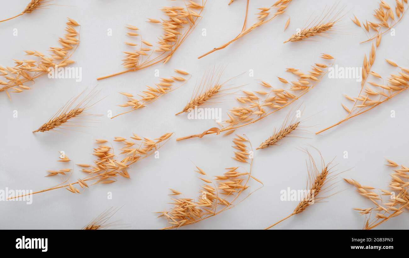 Orzo grano cereale paglia configurazione modello. Vista dall'alto piatta su sfondo bianco. Banner Web lungo Foto Stock