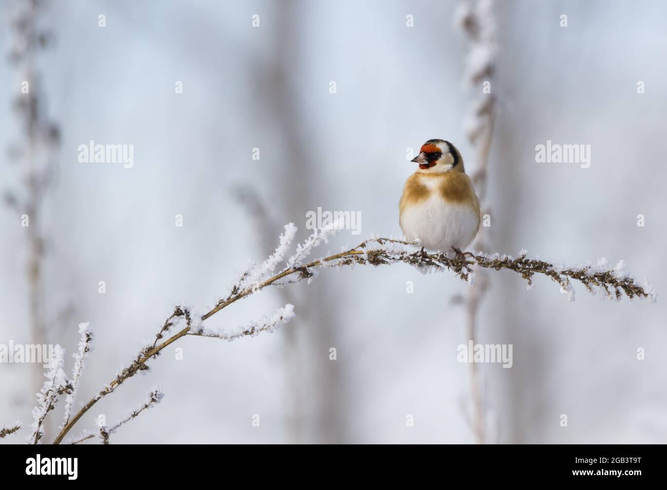 un goldfinch europeo in una fredda giornata invernale Foto Stock
