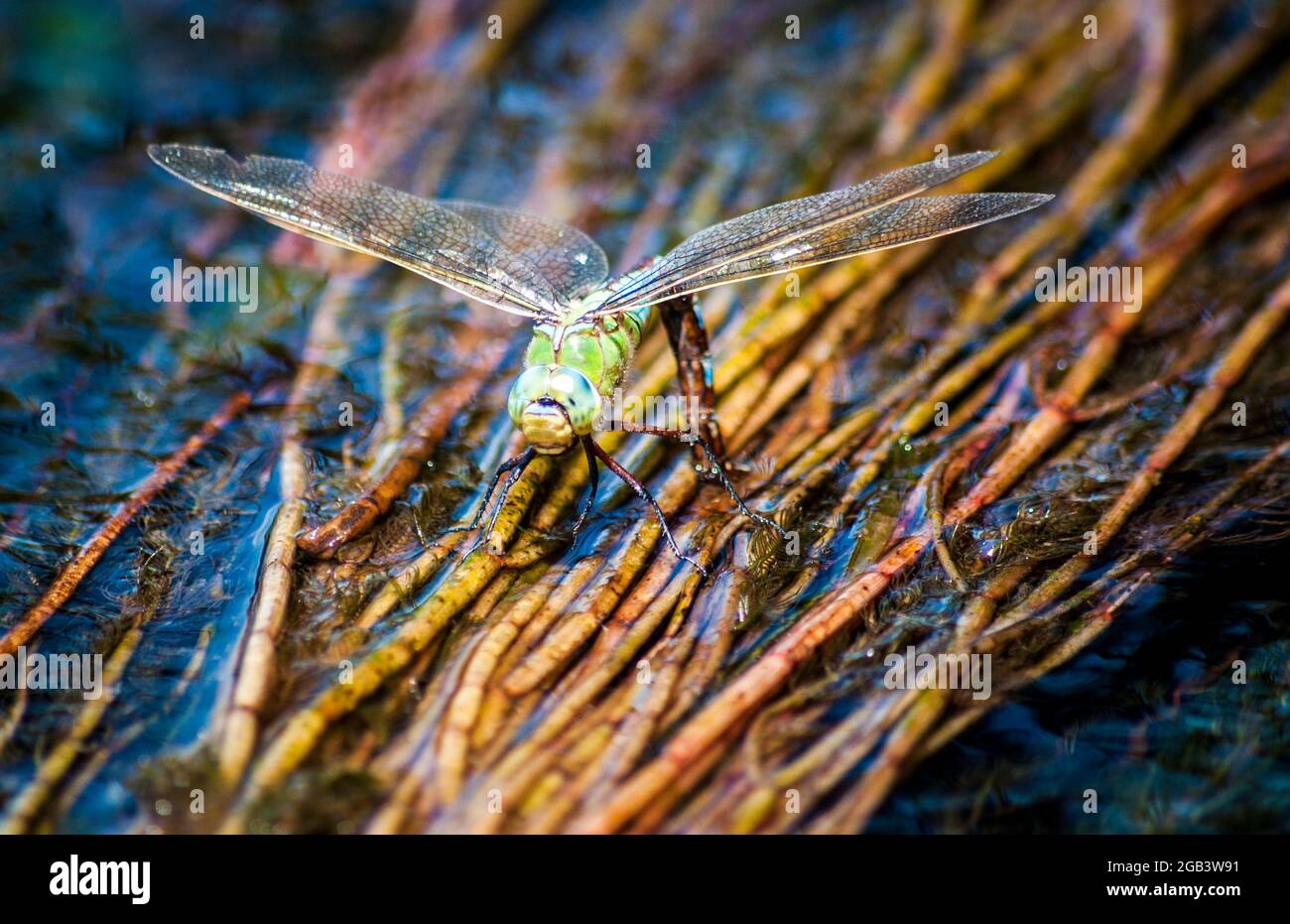 Il drago vola nell'habitat naturale. Macro immagini con bokeh. Dragonfly è un insetto appartenente all'ordine Odonata. Foto Stock