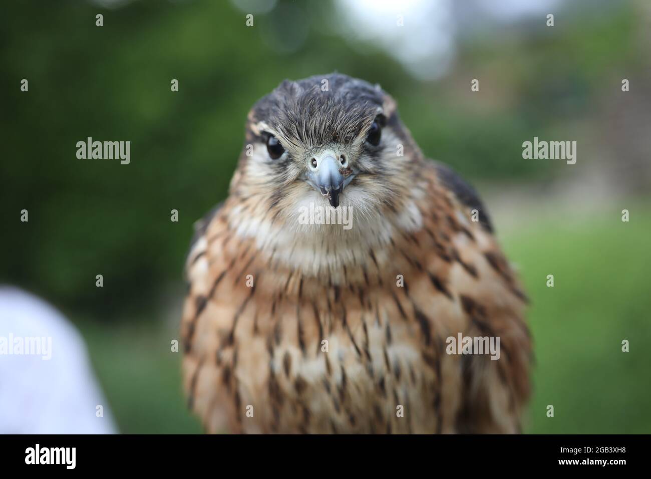 Un bellissimo uccello Merlin, (una piccola specie di falco dell'emisfero settentrionale), raffigurato nel Sussex orientale, Regno Unito. Foto Stock