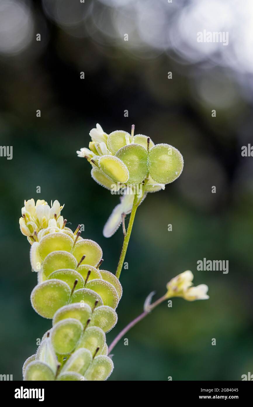 Biscutella è un genere di 46 specie di piante da fiore della famiglia delle Brassicaceae. Piante selvatiche nelle montagne del mediterraneo. Phot macro Foto Stock
