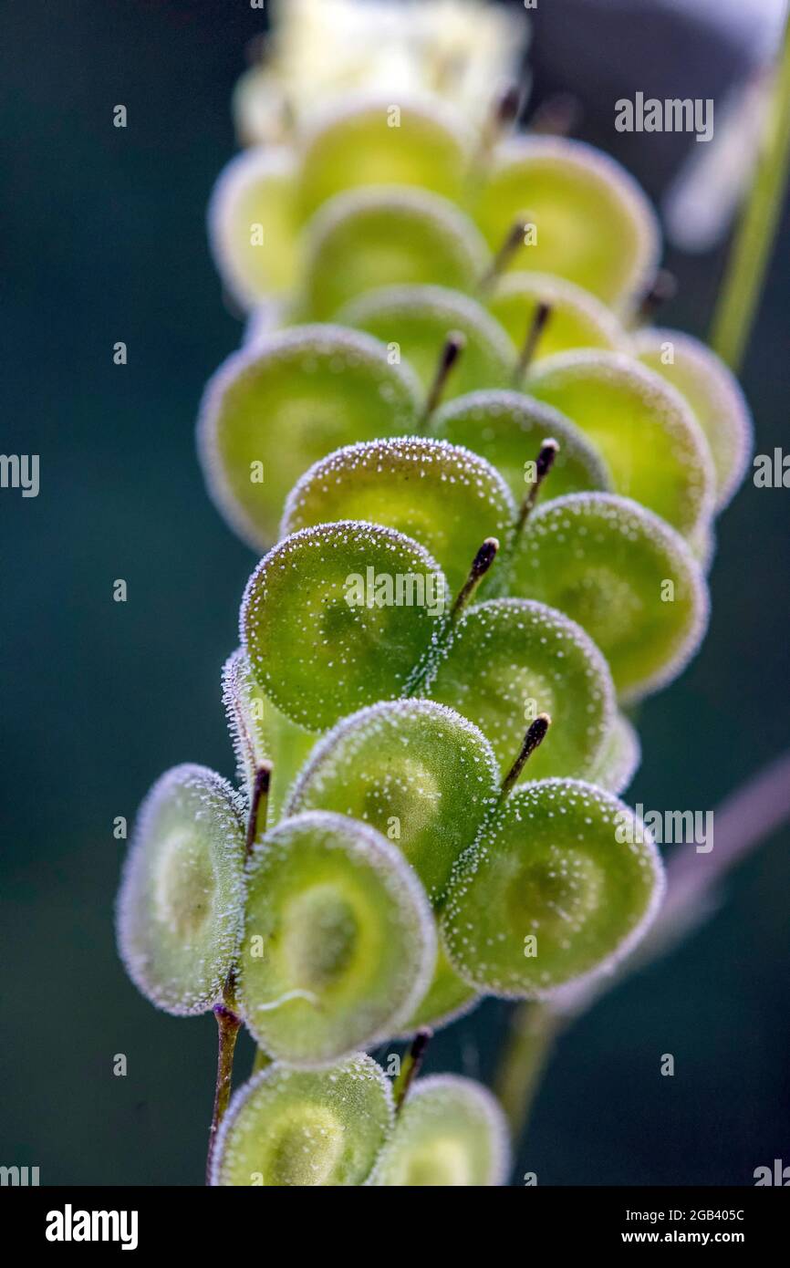 Biscutella è un genere di 46 specie di piante da fiore della famiglia delle Brassicaceae. Piante selvatiche nelle montagne del mediterraneo. Phot macro Foto Stock