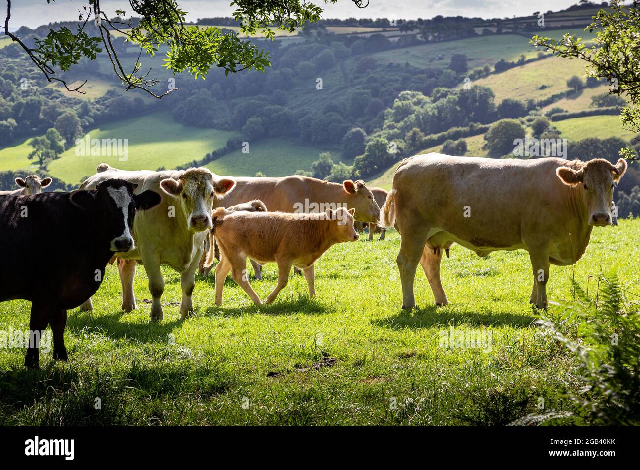 Campagna del Devon, agricoltura, fattoria del Devon, devon, inghilterra, fattoria, orizzontale, Foto Stock