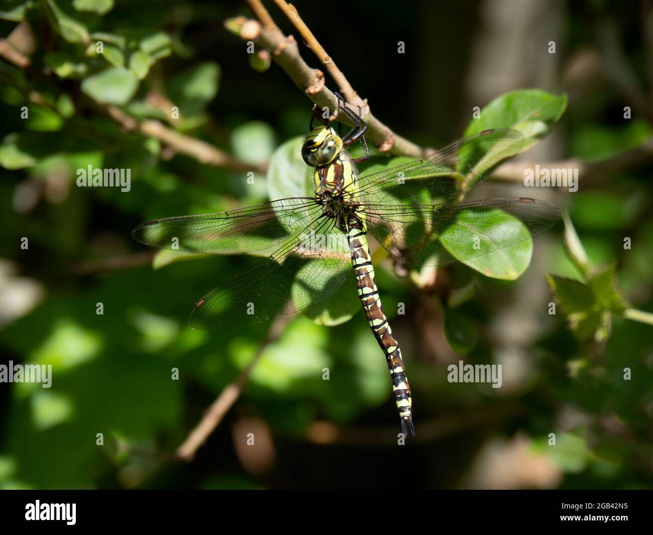 Southern Hawker Dragonfly - Aeshna cyanea femmina Foto Stock