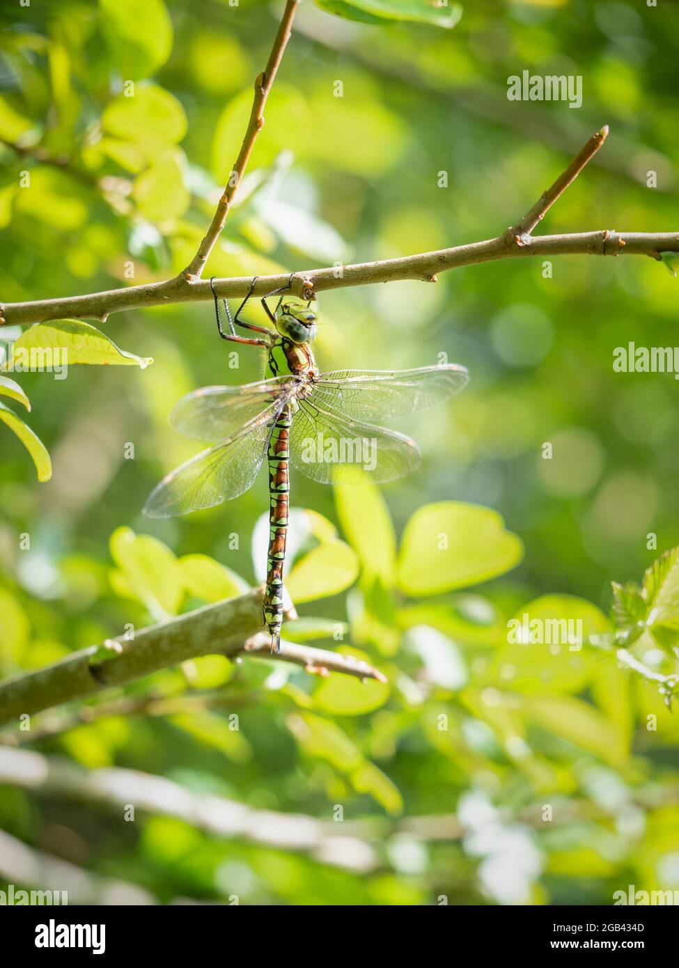 Southern Hawker Dragonfly - Aeshna cyanea femmina Foto Stock