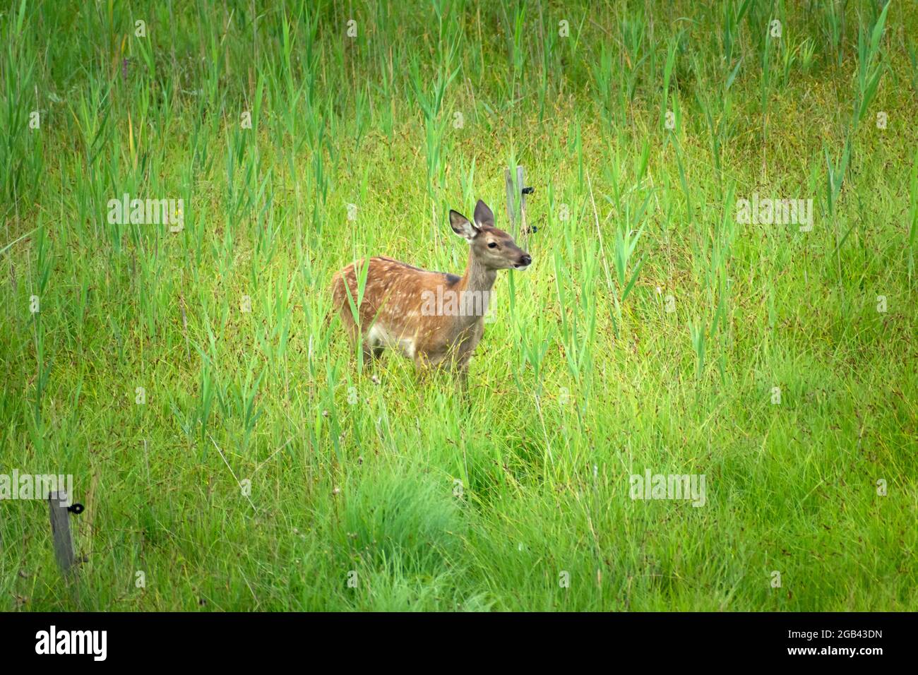 Cervo giovane in erba verde, vista estiva Foto Stock