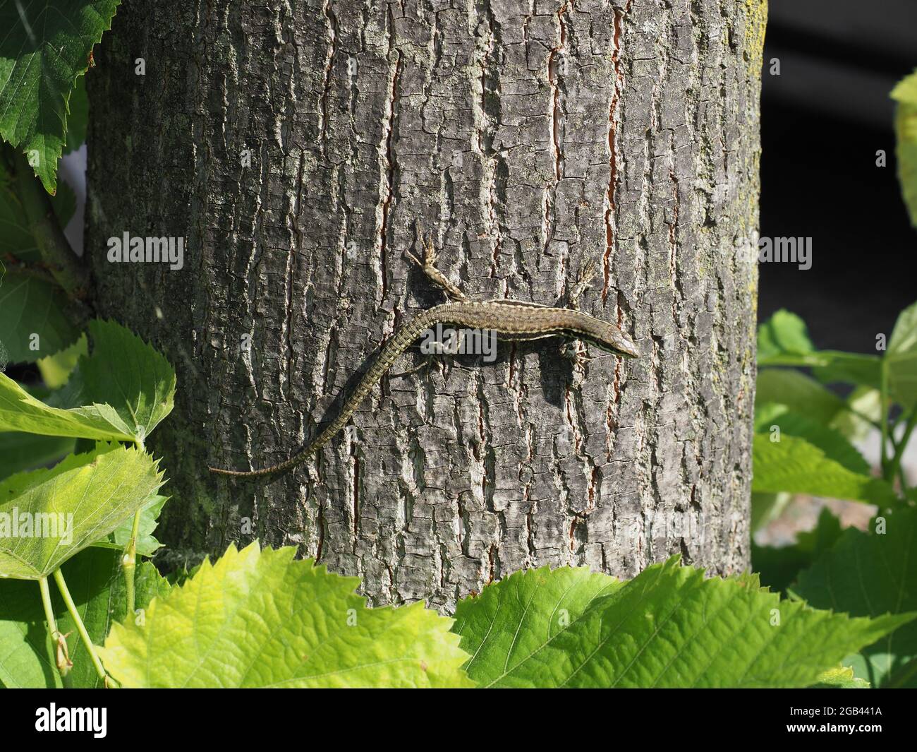 Lucertola (nome scientifico Lacertilia) della classe animale Reptilia ( rettili) sulla corteccia di tronco di albero Foto stock - Alamy