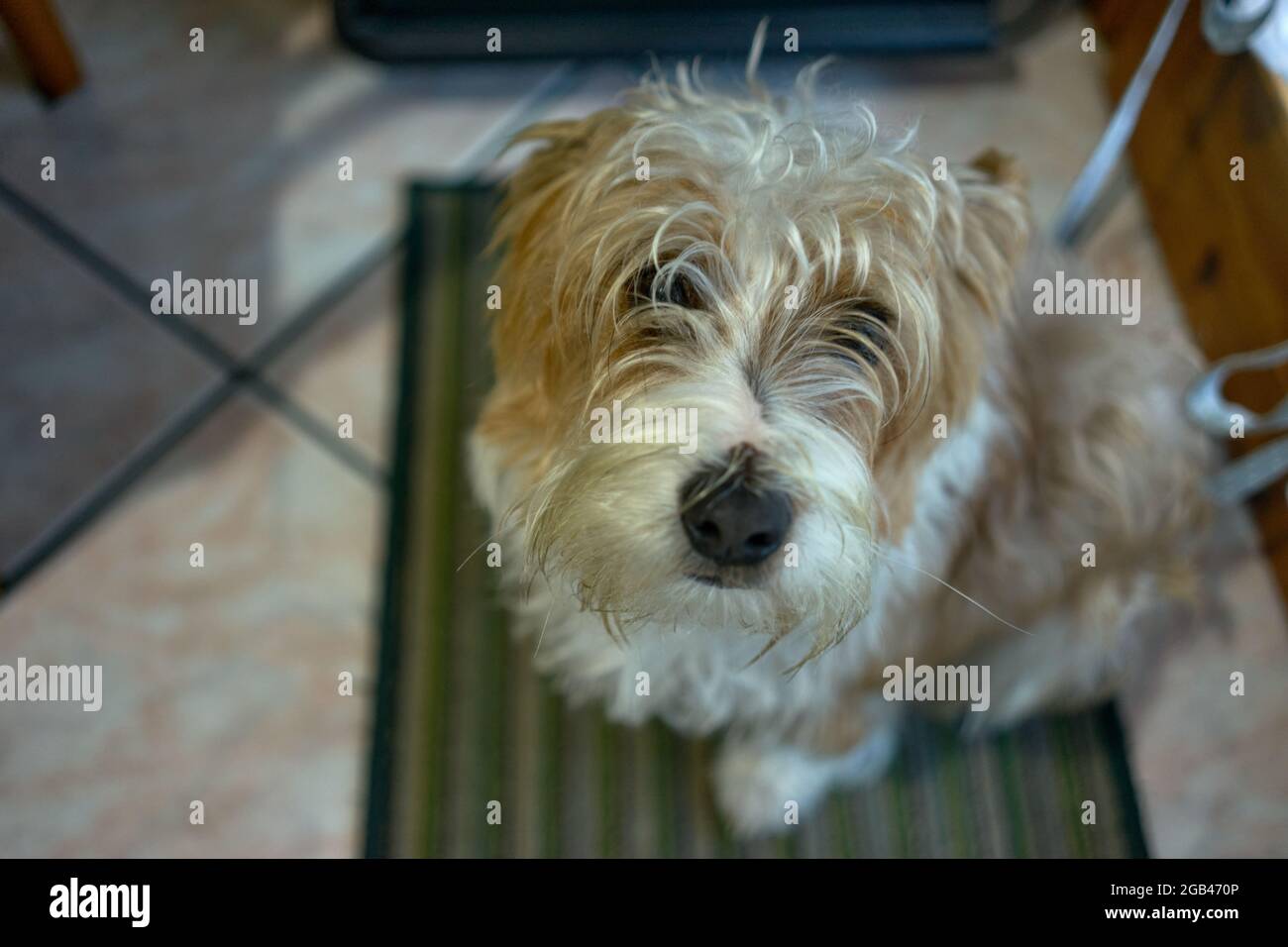 primo piano di un jack russell guardando la fotocamera Foto Stock