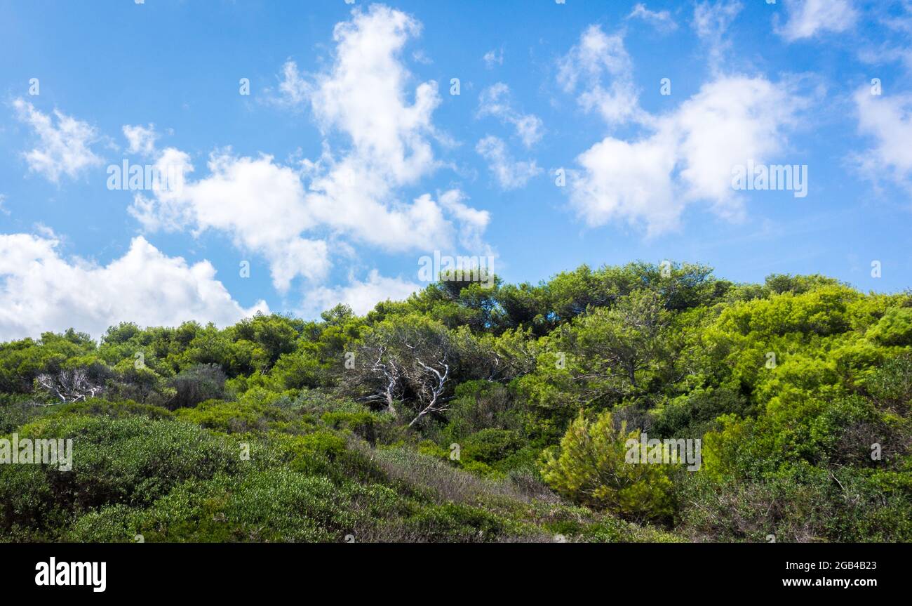 Pineta di Sant'Andrea vicino Torre dell'Orso, Costa del Mare Adriatico Salento, Puglia, Italia. Fogliame verde saturo degli alberi contro il cielo blu Foto Stock