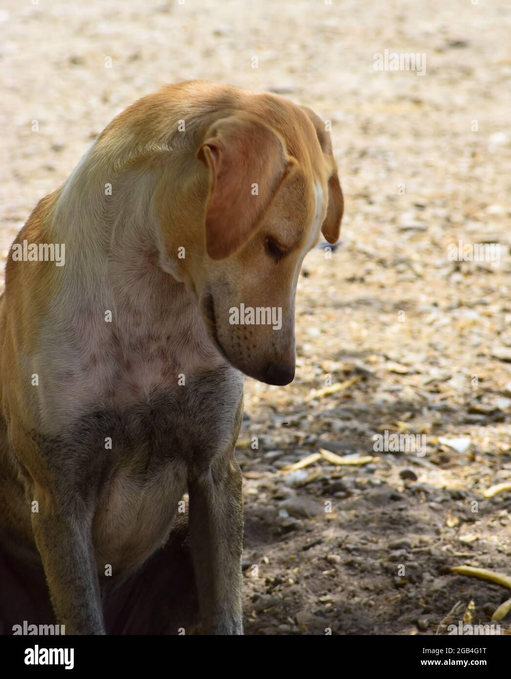 Strada da sola senzatetto povero cane sulla spiaggia Foto Stock
