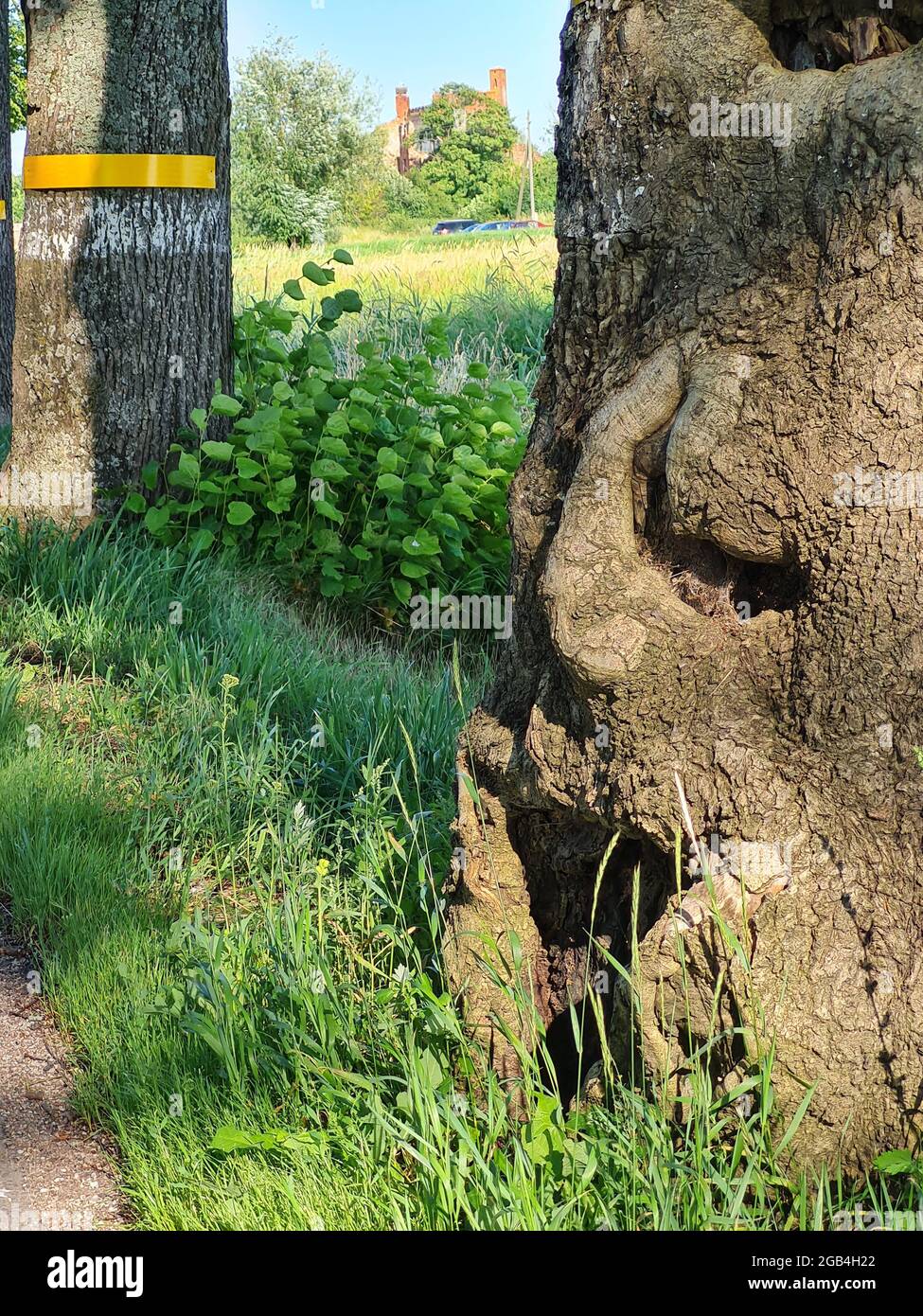 albero con corteccia nella forma di una vista del closeup del viso umano Foto Stock