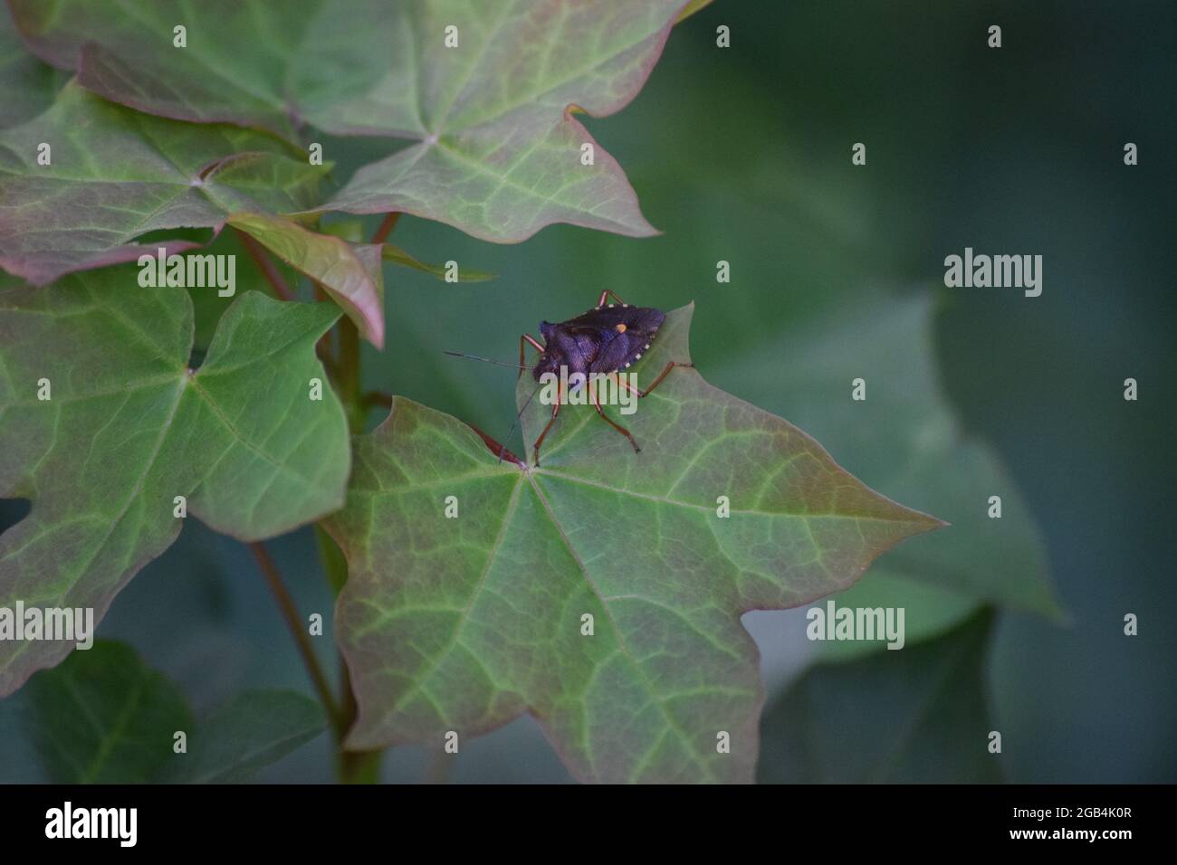 Red zampe Shieldbug su un Ivy Foto Stock