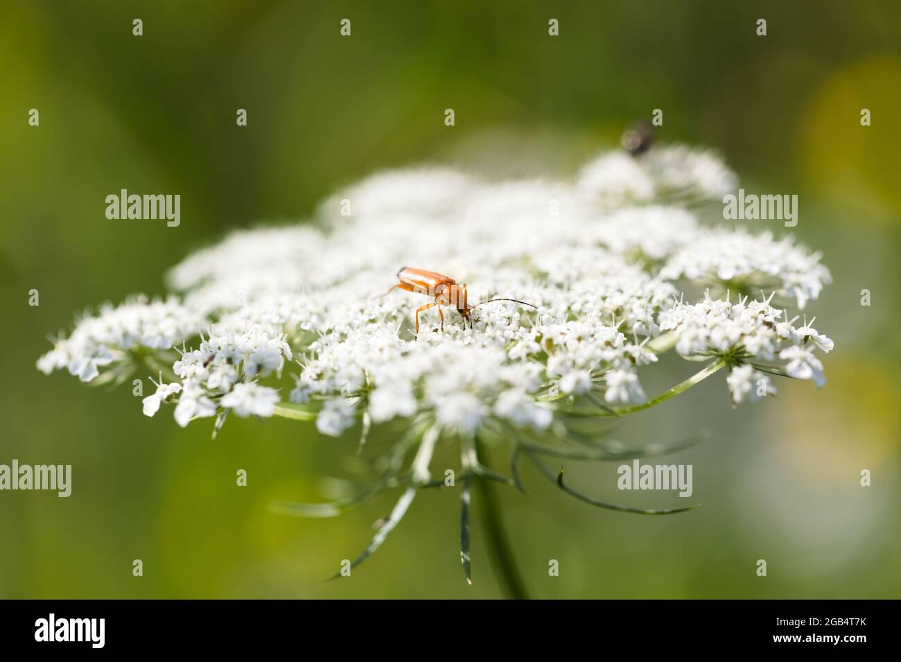 Concetto di natura - primo piano di un soldato rosso che forava tra fiori bianchi Foto Stock