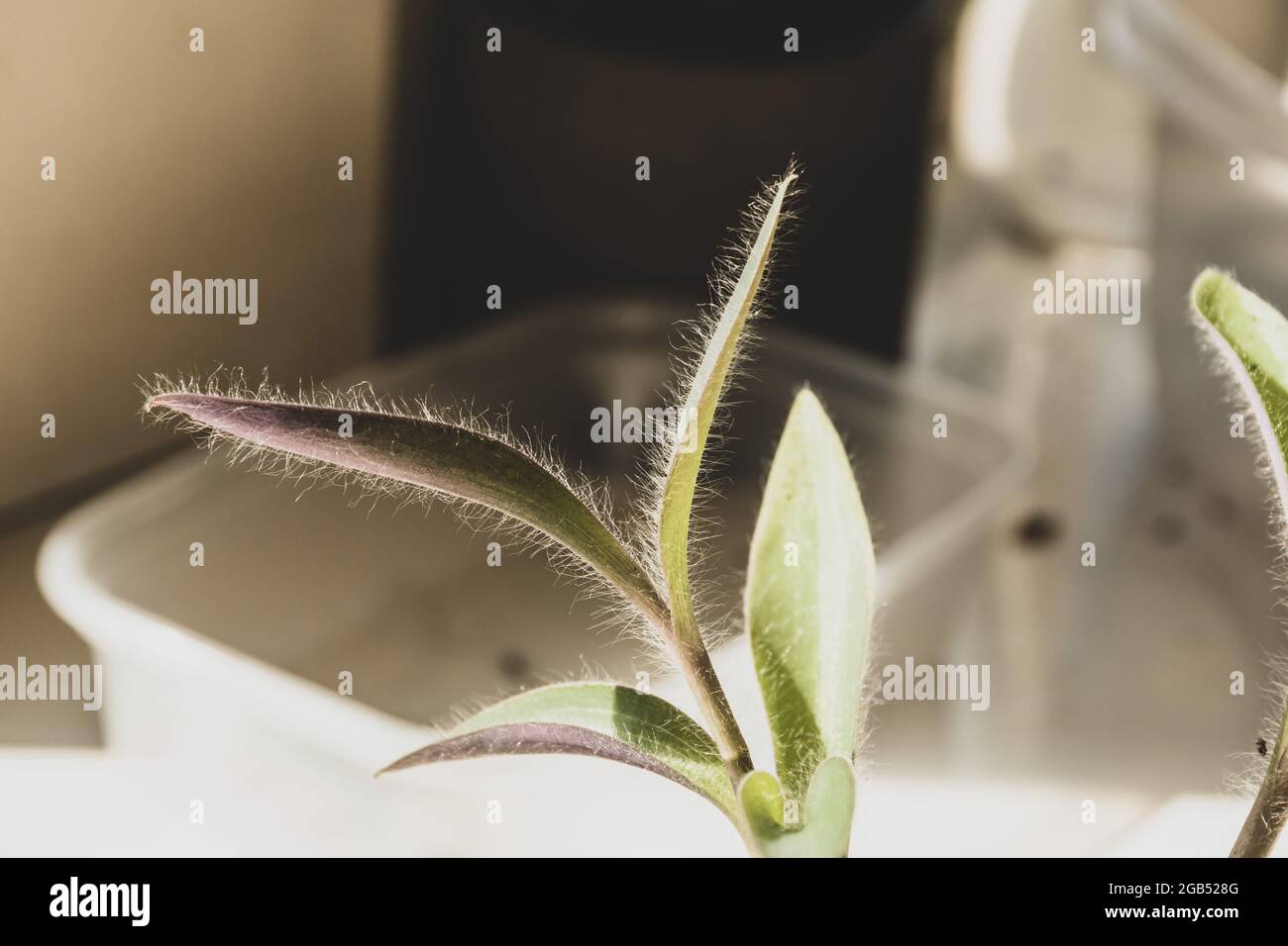 Una vista ravvicinata di una pianta del cuore viola mostra i trichomi o i peli fini di questa pianta mentre si crogiola al sole. Foto Stock