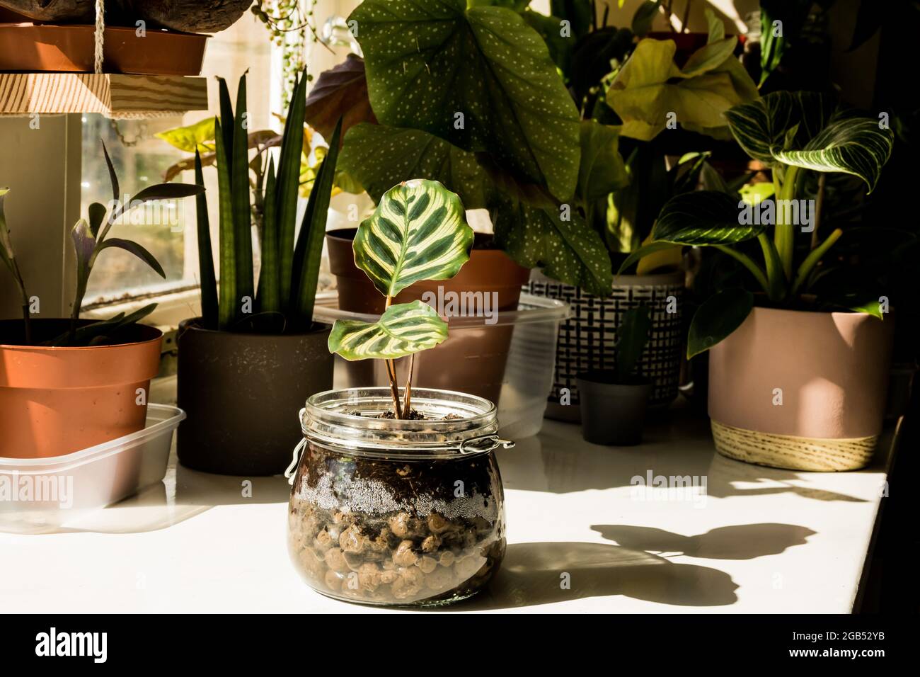 Una calathea mokoyana in un vaso di vetro in primo piano con molte piante sullo sfondo che compongono un giardino interno sul davanzale di questa casa. Foto Stock