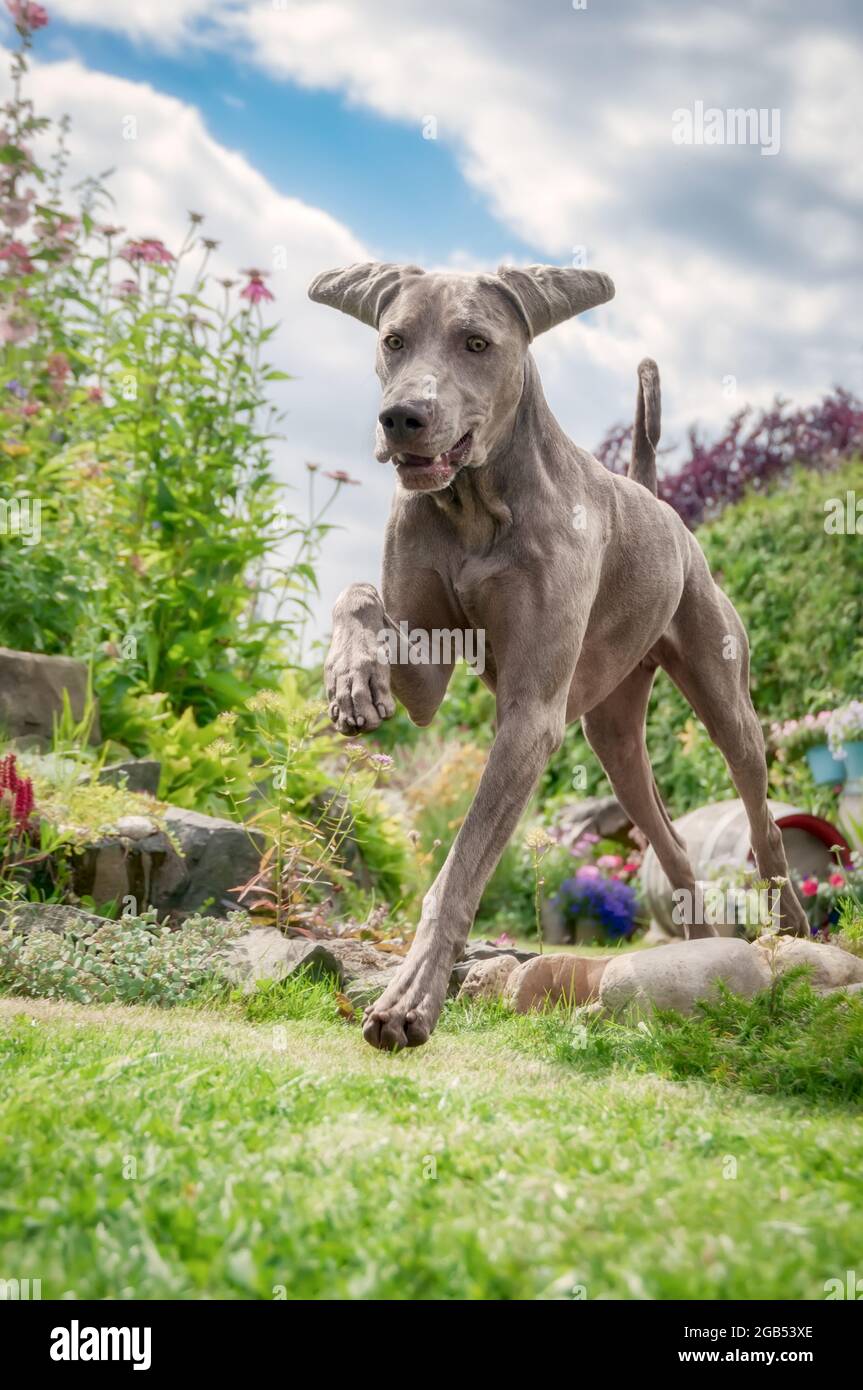 Weimaraner con capelli corti, cane maschio che corre e salta felicemente e potentemente attraverso un giardino fiorito, in Germania Foto Stock