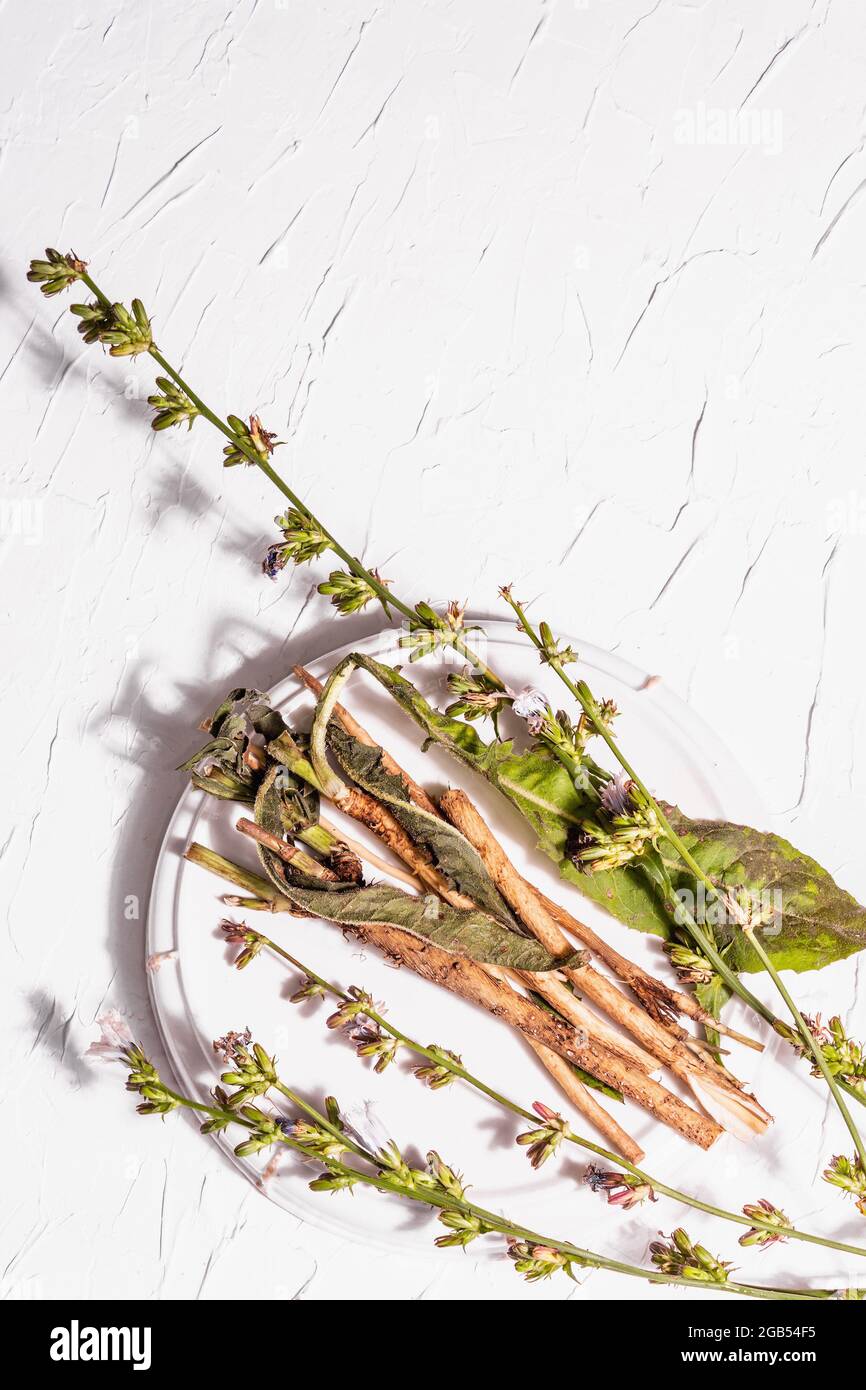 Fiori freschi e radici di cicoria su un supporto in ceramica. Ingredienti naturali per bevande senza caffeina. Sfondo in gesso bianco, vista dall'alto Foto Stock