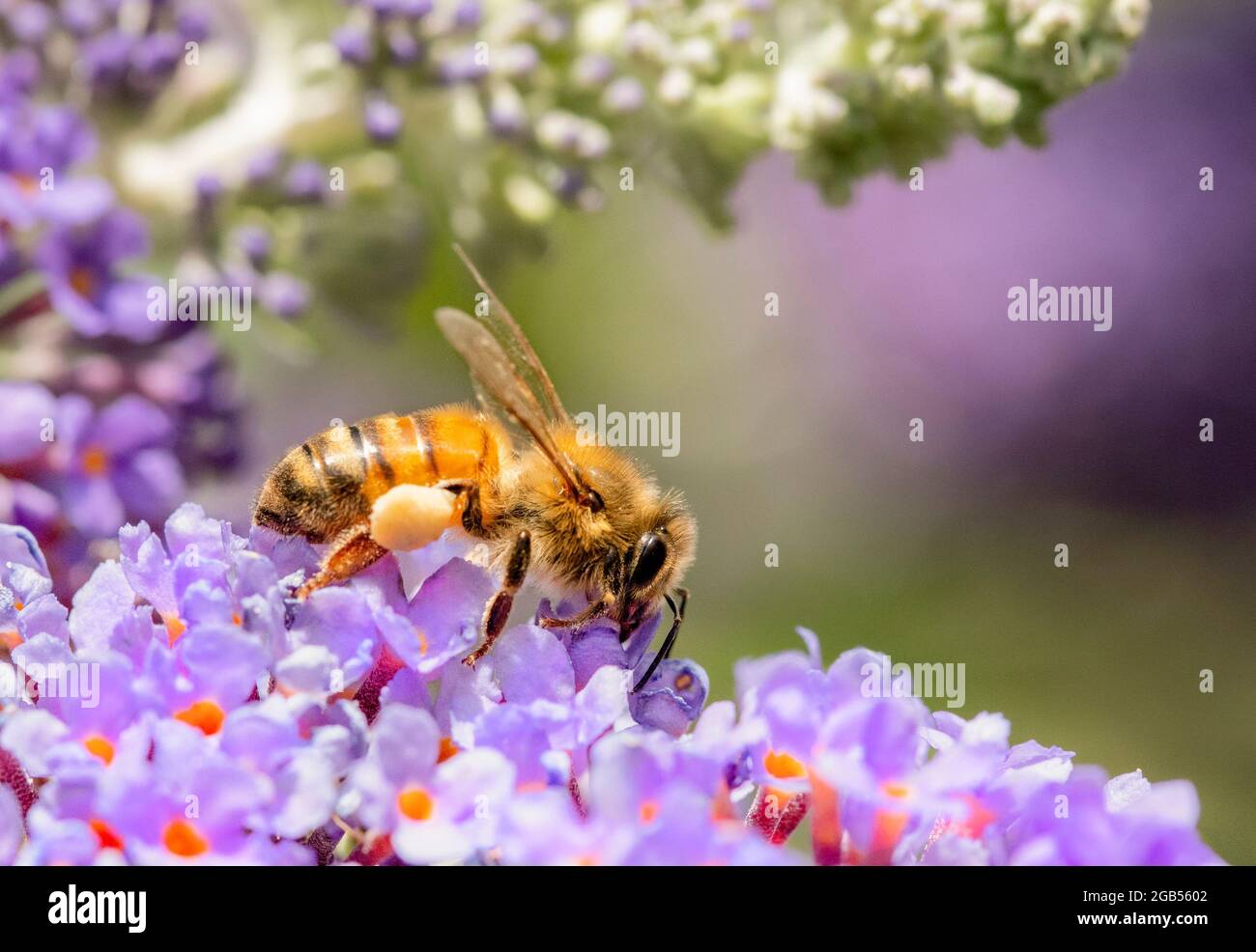 Miele ape, Apis mellifera, raccogliendo polline e nettare su fiori Foto Stock