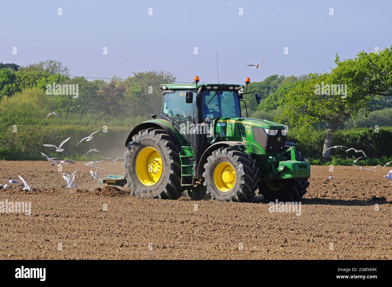 Tyning per rompere su la padella di suolo. Preparare il suolo per piantare mais. Foto Stock