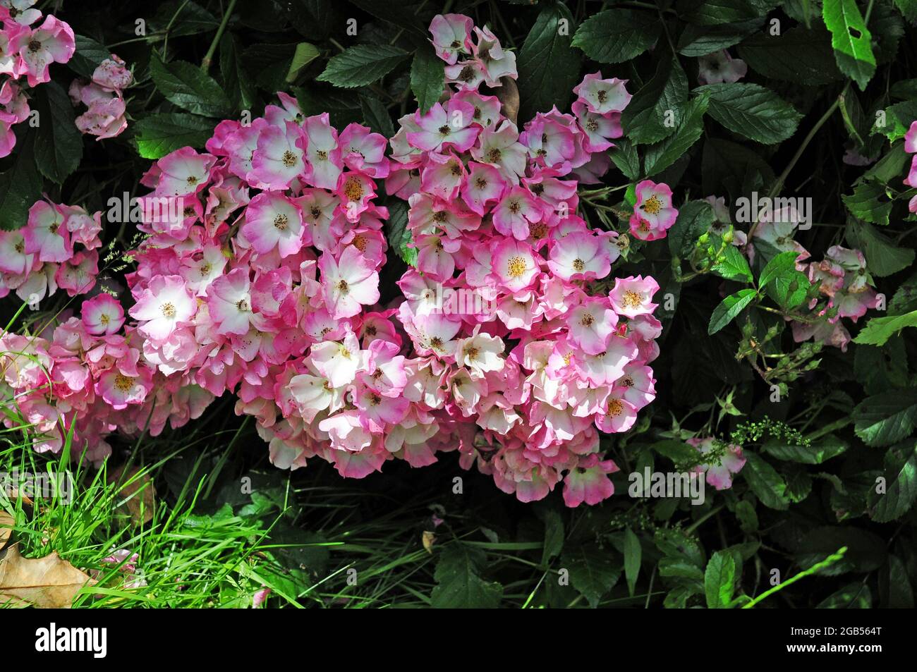 Rosa "ballerina" Foto Stock