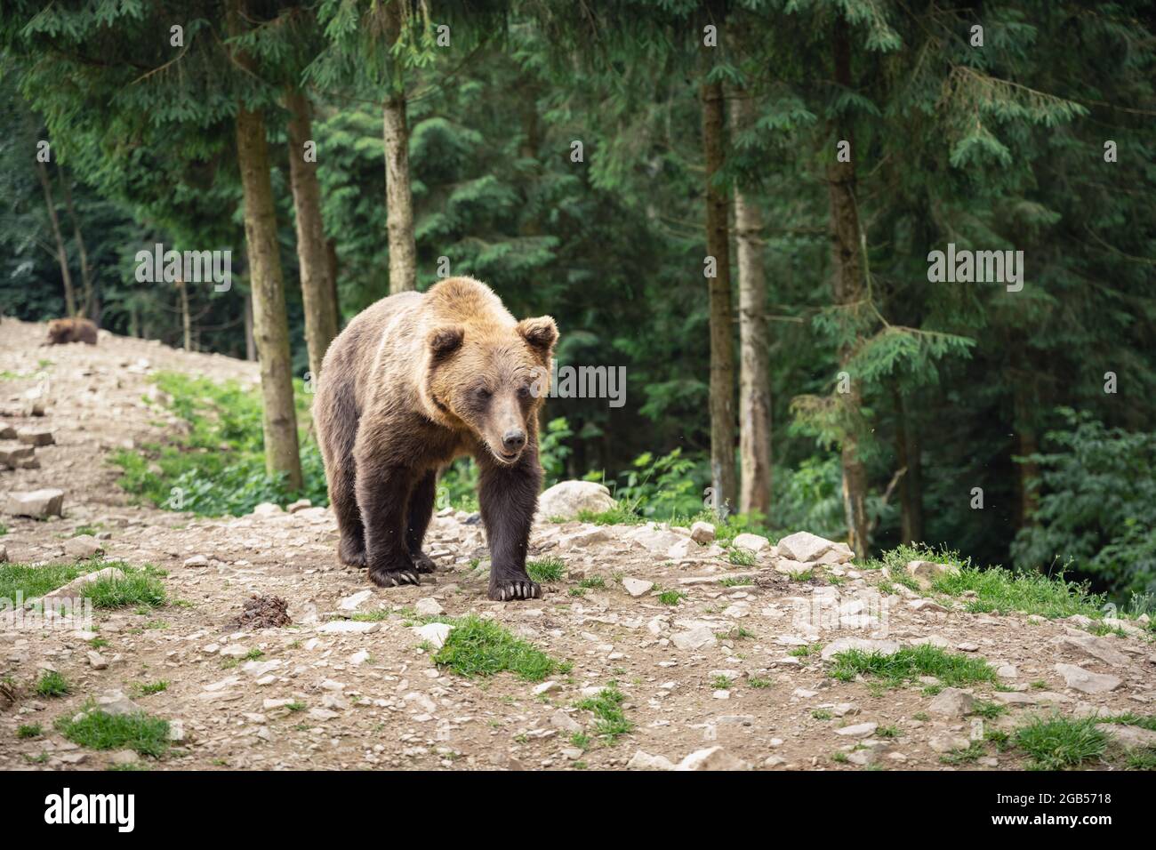 Orso bruno selvaggio che cammina nella foresta. Fotografia animale Foto Stock