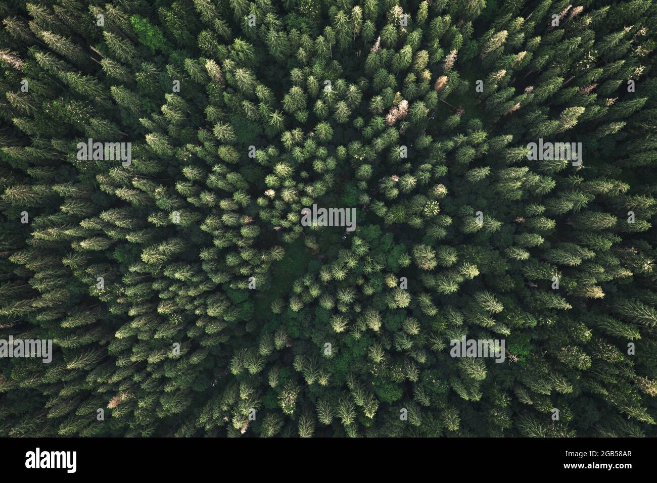 Vista dall'alto del drone aereo. Alberi verdi nella foresta estiva. Giornata di sole in montagna d'autunno Foto Stock