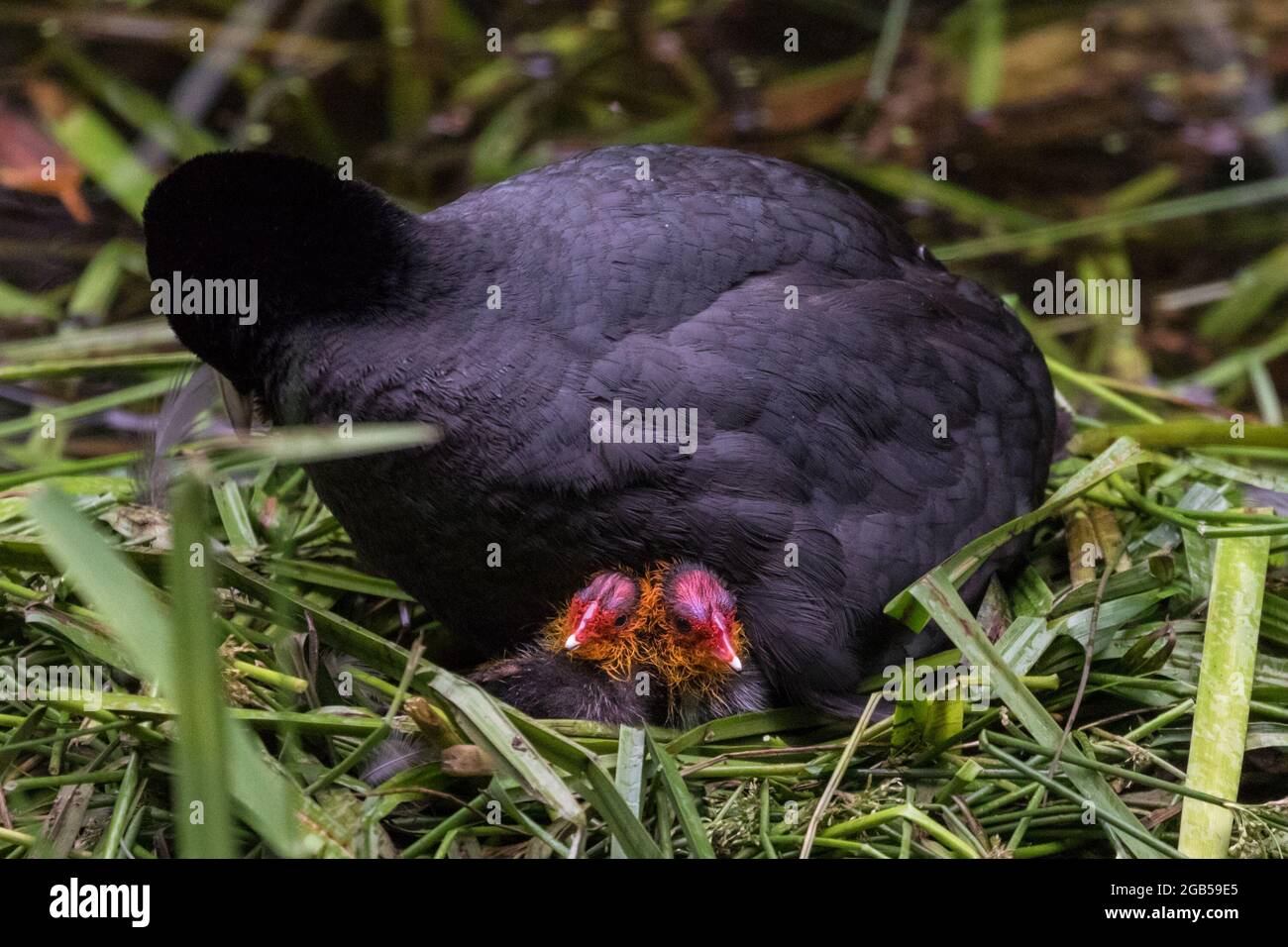 Piede eurasiatico (Fulica atra) o piede comune nidificazione con due pulcini, Germania Foto Stock