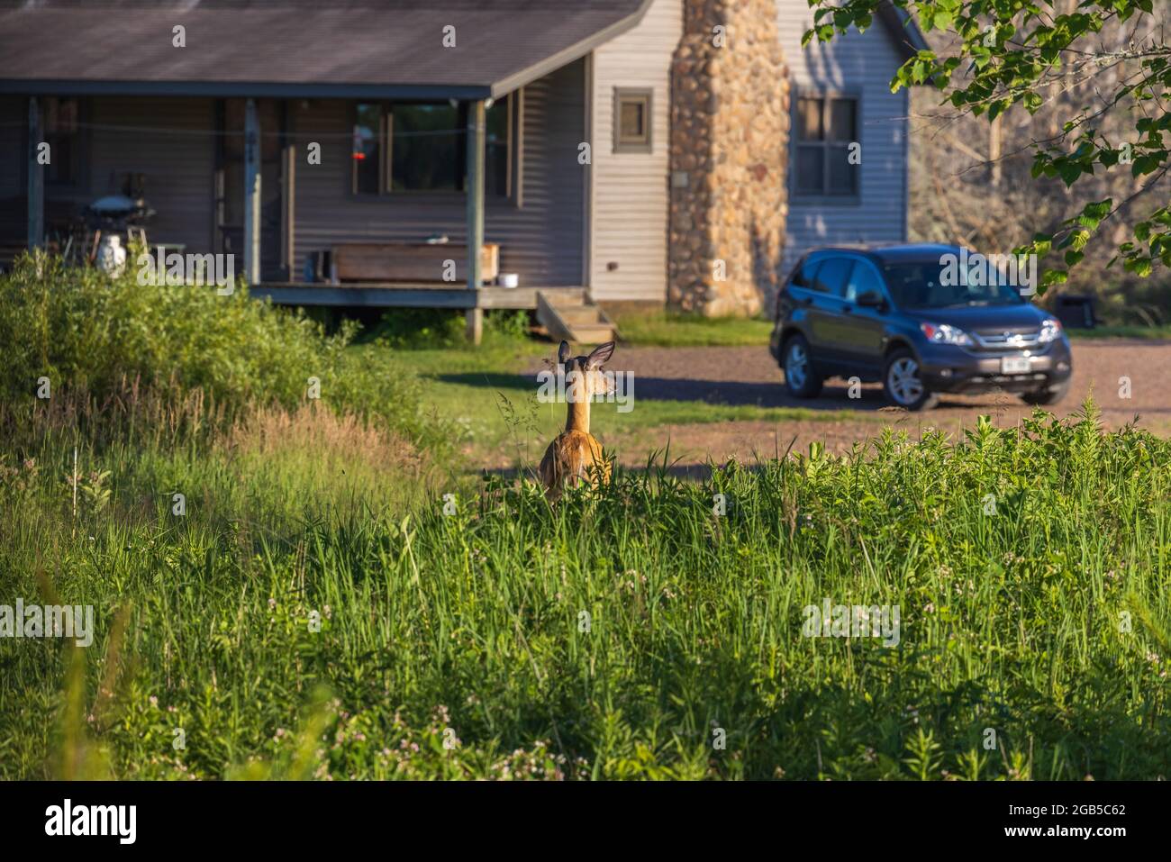 Doe dalla coda bianca in piedi accanto ad una fattoria nel Wisconsin settentrionale. Foto Stock