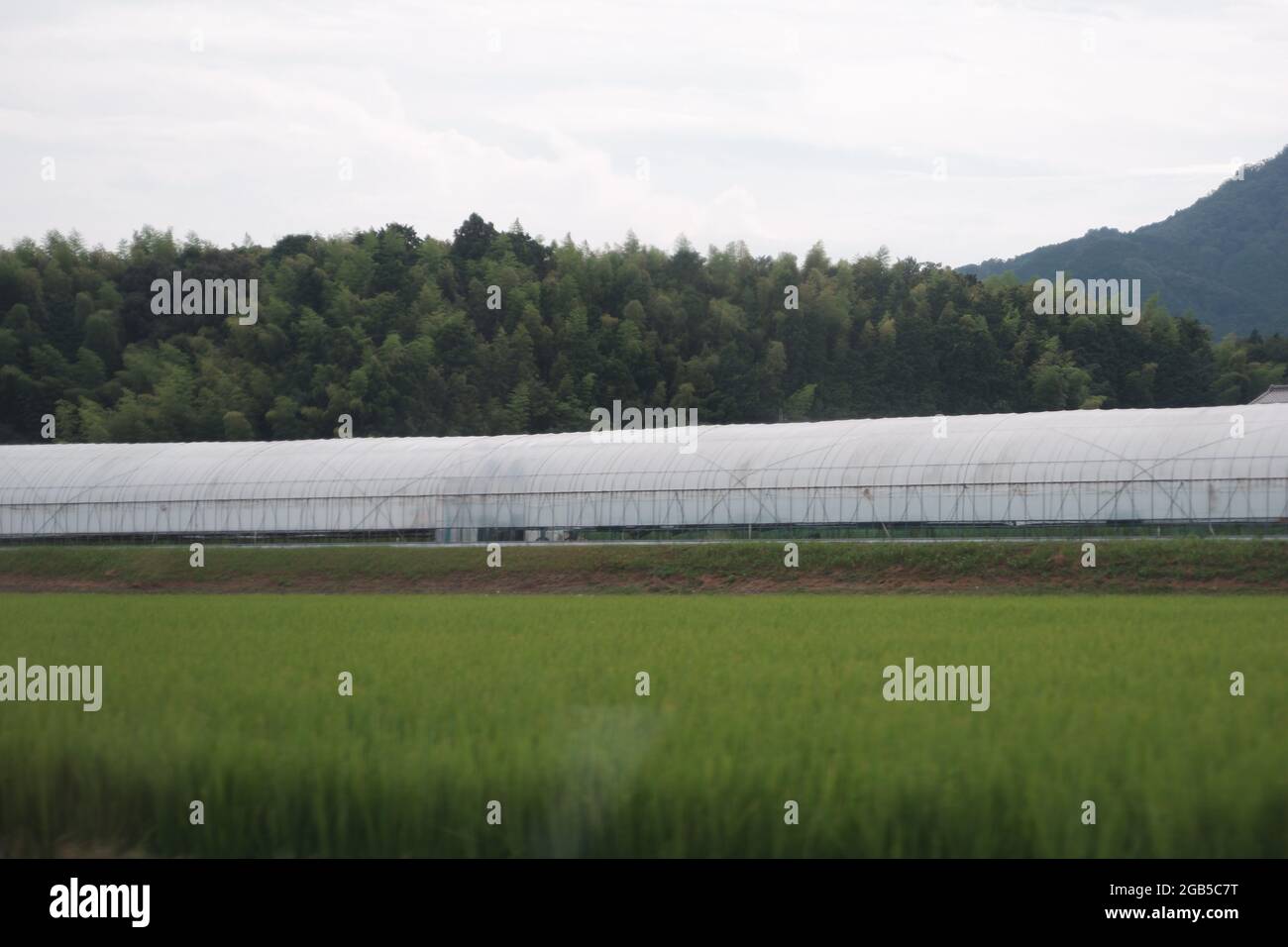 Serra plastica rurale Foto Stock