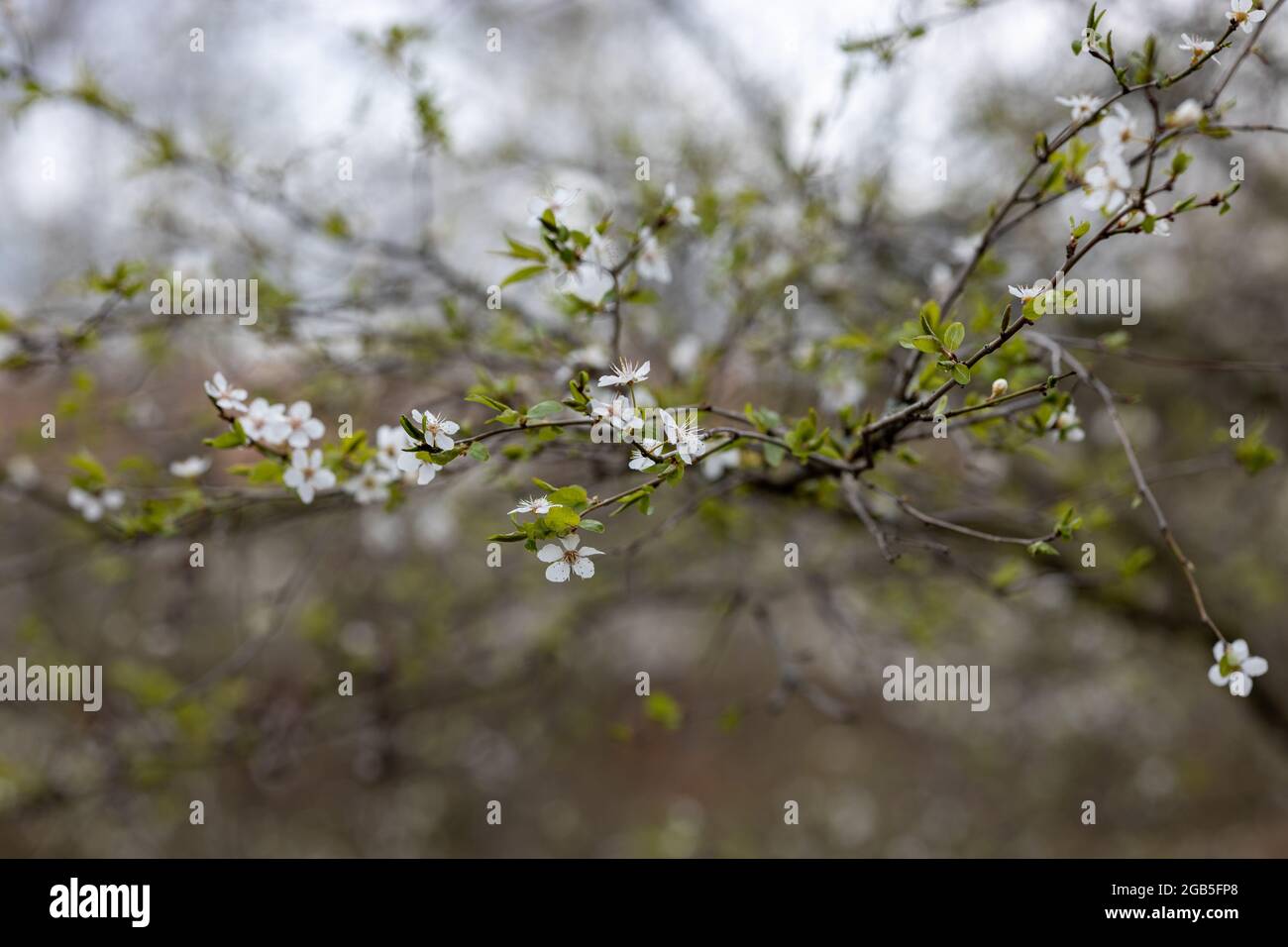 Piccoli fiori bianchi di alyssum fiorito sul ramo in primavera Foto Stock