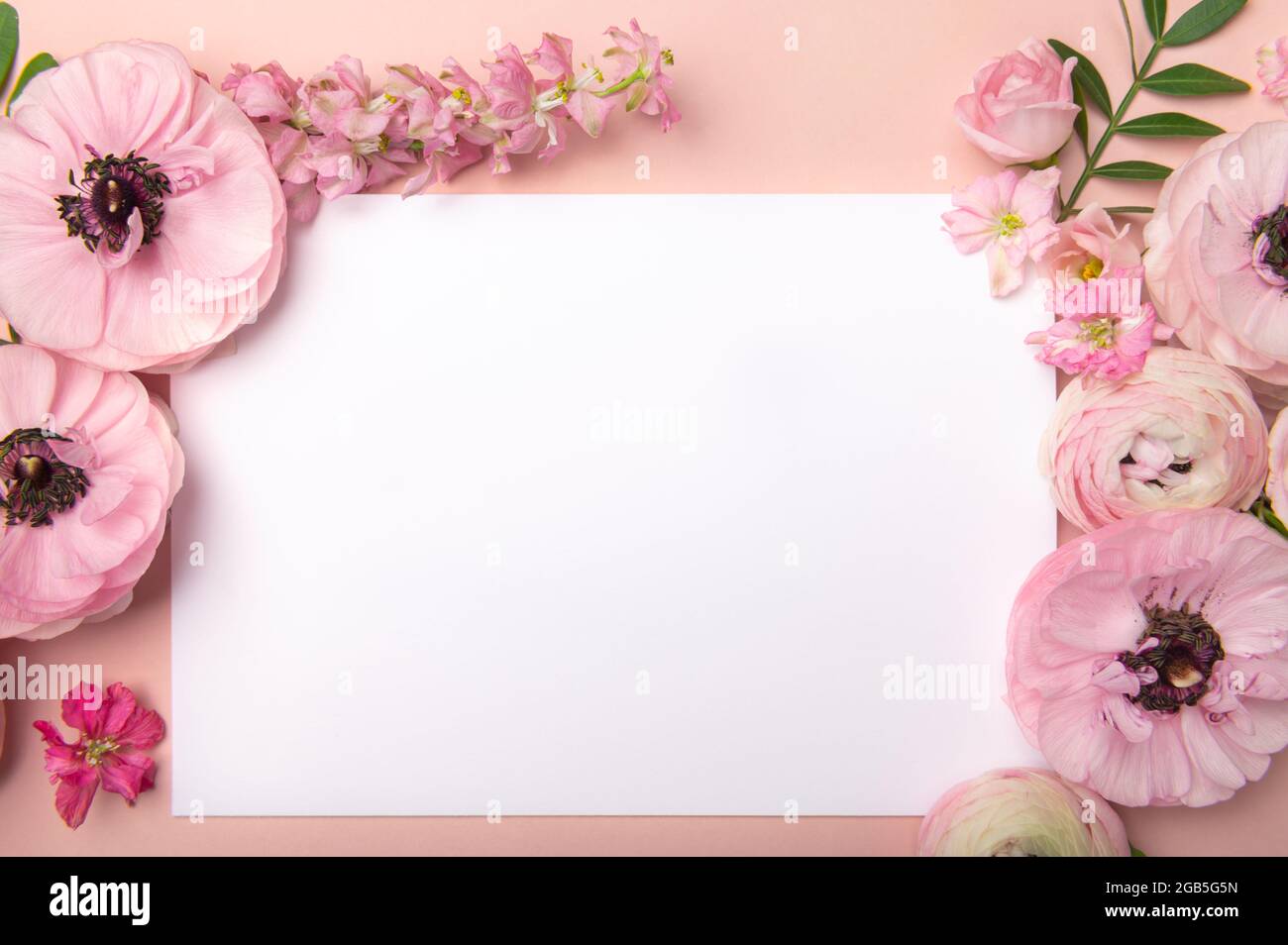 Ranunculus fiori intorno carta bianca, spazio per il testo Foto Stock