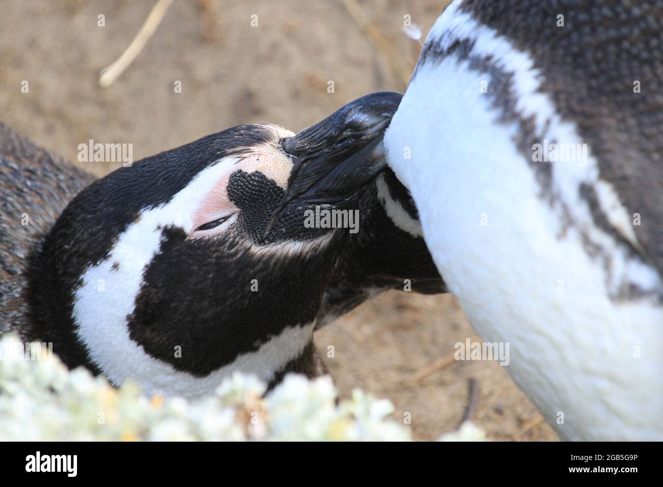 Pinguini Magellanici su Otway Sound Foto Stock