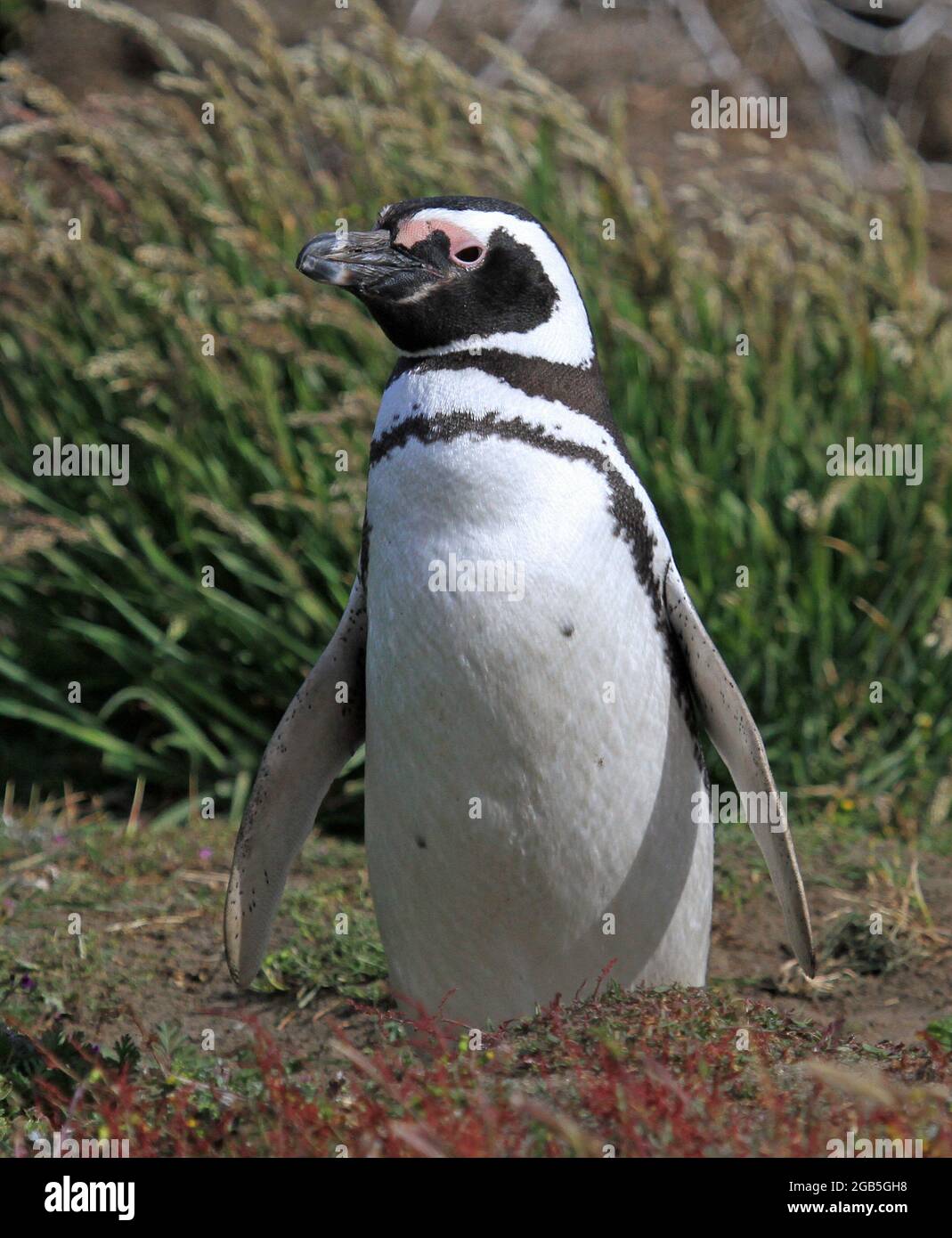 Pinguini Magellanici su Otway Sound Foto Stock