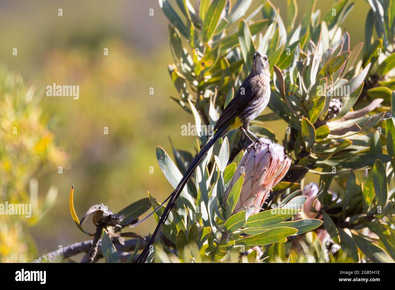 Capo Sugarbird (Promerops cafer,) arroccato su Protea nerifolia , McGregor, Capo Occidentale, Sud Africa Foto Stock