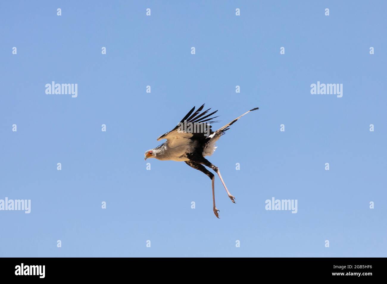 Secretarybird / Segretario Bird (Sagittario serpentarius) Kalahari, Capo del Nord, Sud Africa. Questa specie di uccelli è stata appena aggiornata a Endangere Foto Stock