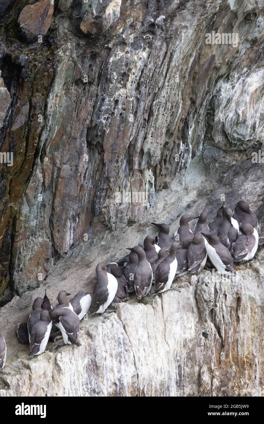 Colonie di Guillemot comune, Uria aalge, sulle scogliere di RSPB South Stack, Anglesey, Galles UK Foto Stock