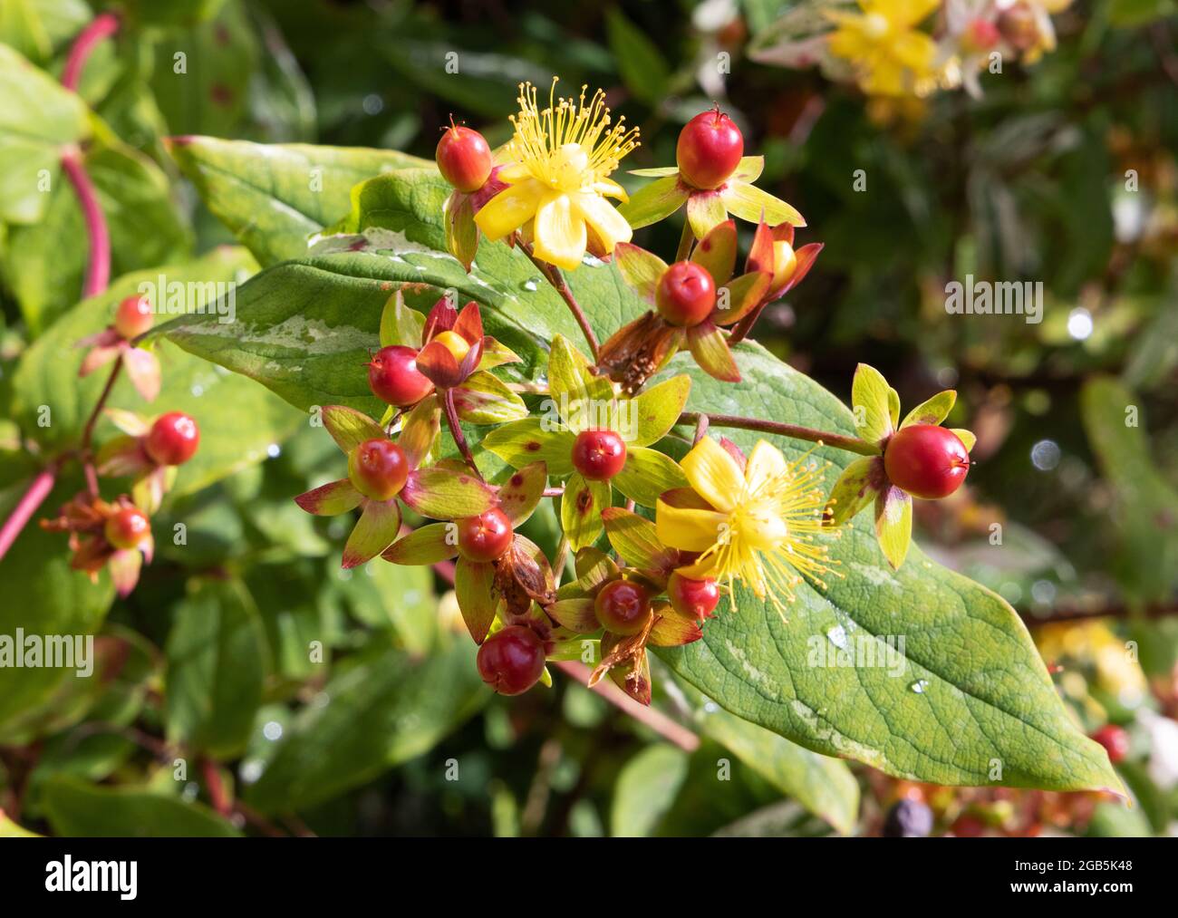 Fiori e frutti di bosco di Tutsan, aka Shrubby St Johns Wort o Sweet Amber, Hypericum androsaemum che crescono in un giardino nel Regno Unito Foto Stock