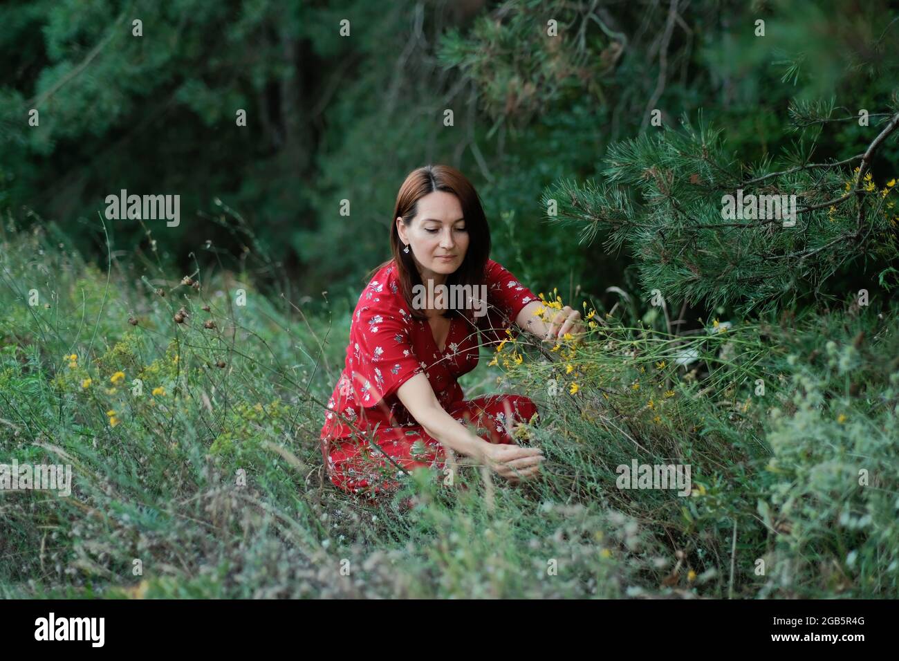 Identificazione, raccolta e preparazione di piante medicinali. Coltivazione e lavorazione di piante medicinali tradizionali. Donna in abito rustico Foto Stock