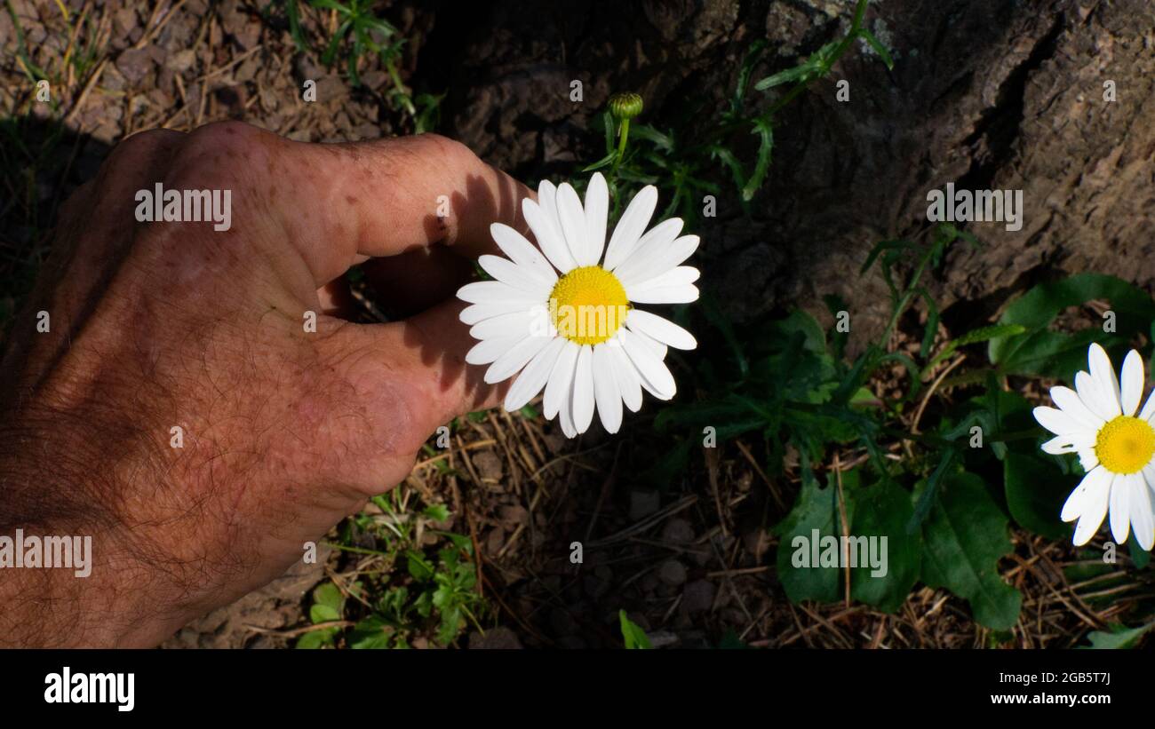 Una vista ad angolo alto di una persona che tocca una Daisy Foto Stock Una vista ad angolo alto di una persona che tocca una Daisy Foto Stock