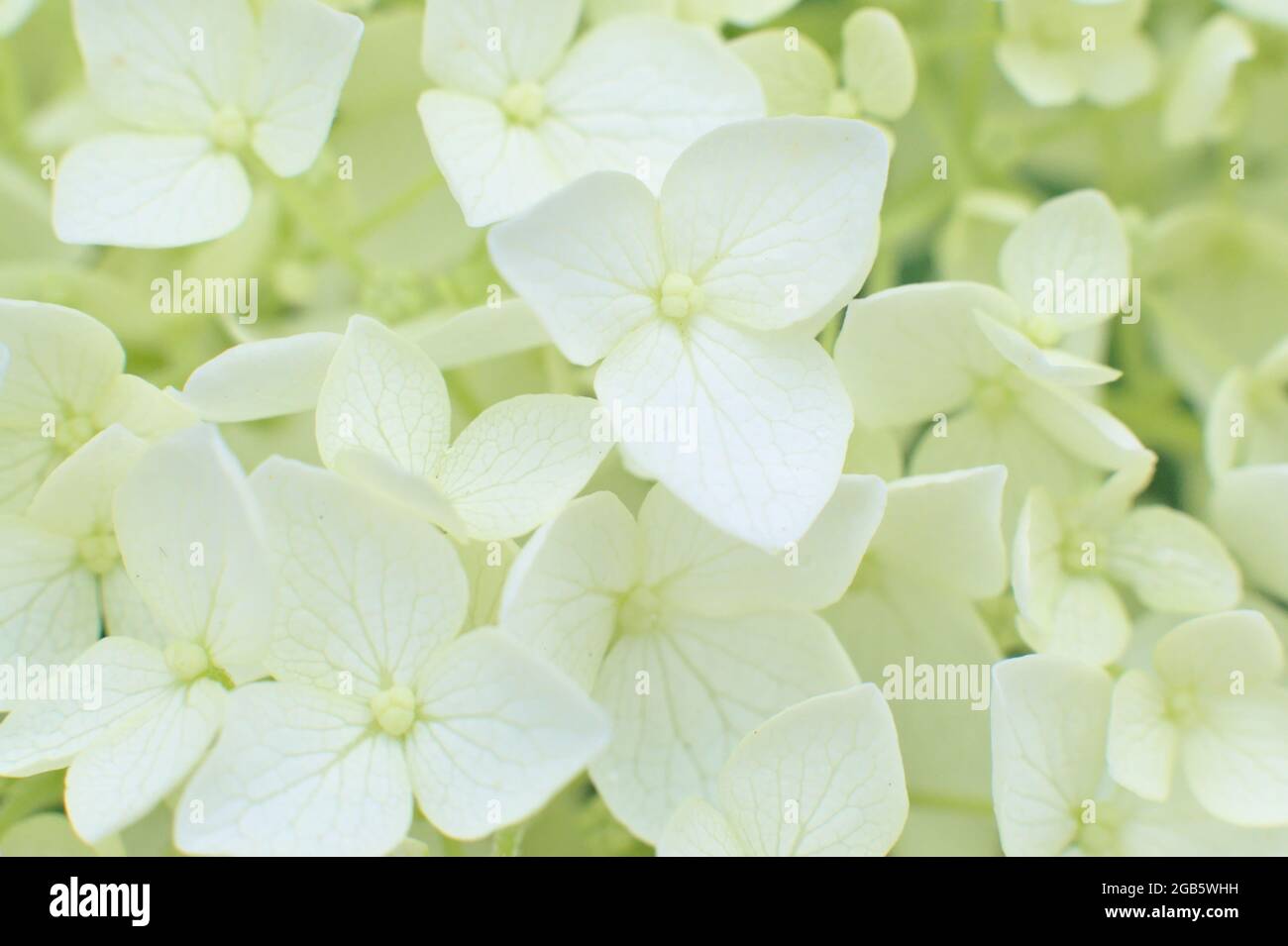 Primo piano di fiori bianchi teneri idrangea arborescens. Foto Stock