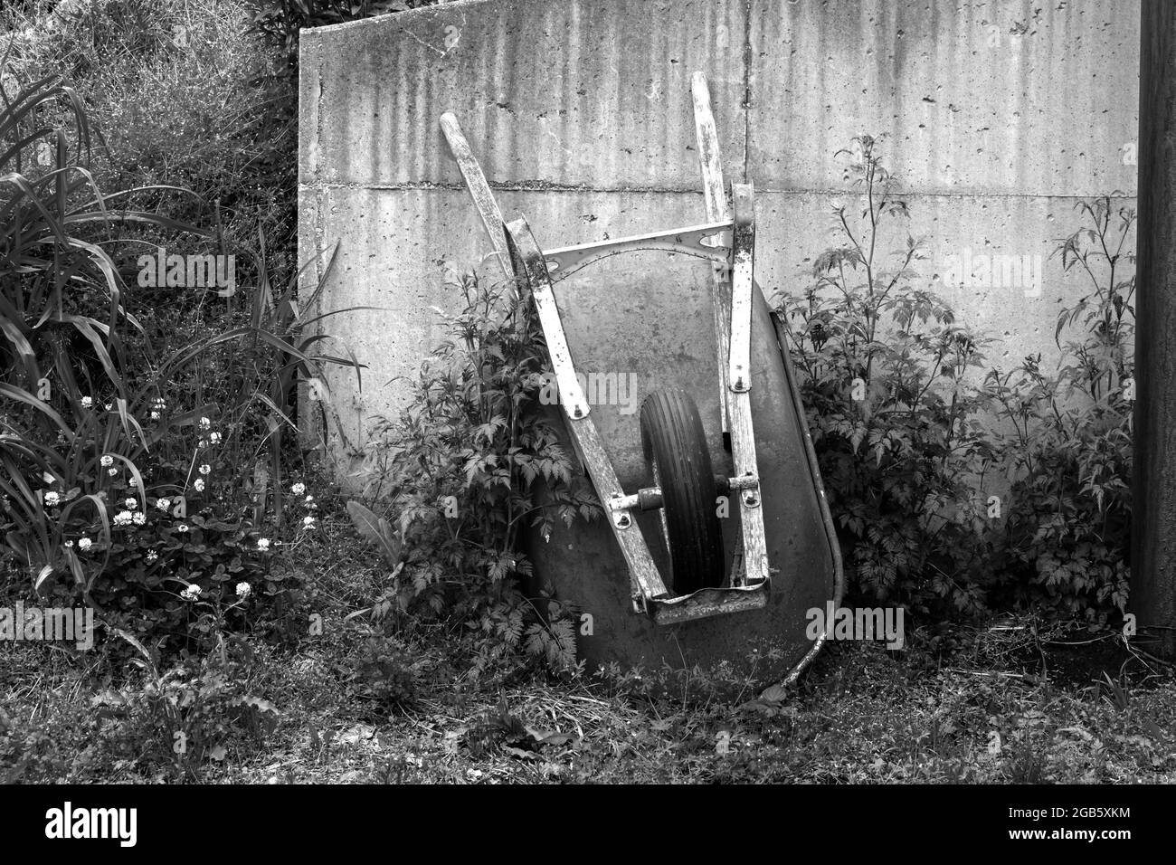 Una vecchia ruota si appoggia contro una parete di cemento circondata da una crescita eccessiva di erbacce e fiori in un cortile del Missouri. Ritrae un senso di pace come wel Foto Stock