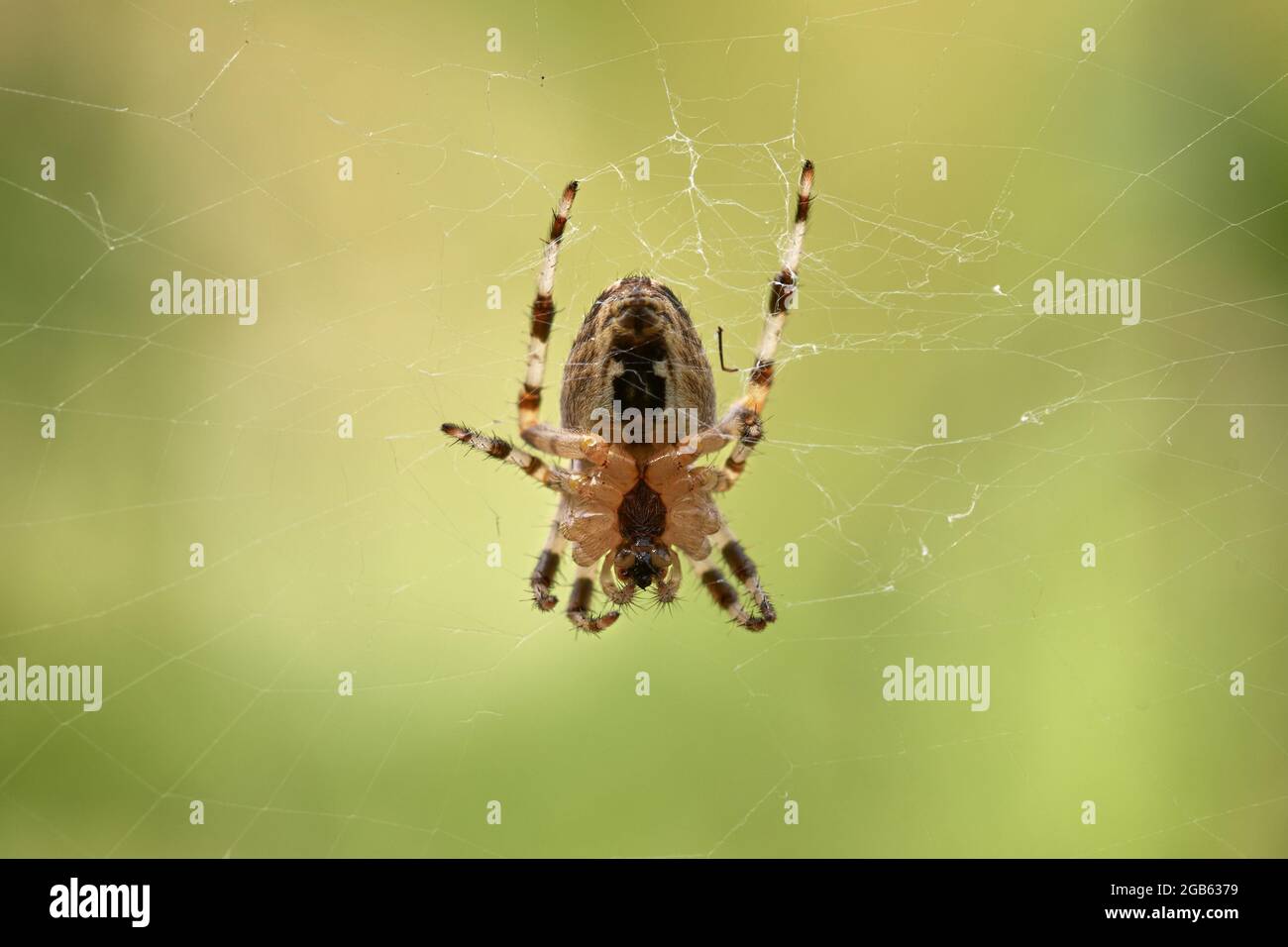 Macro di un ragno piccolo capovolto in una rete di ragni con sfondo verde naturale. Foto Stock