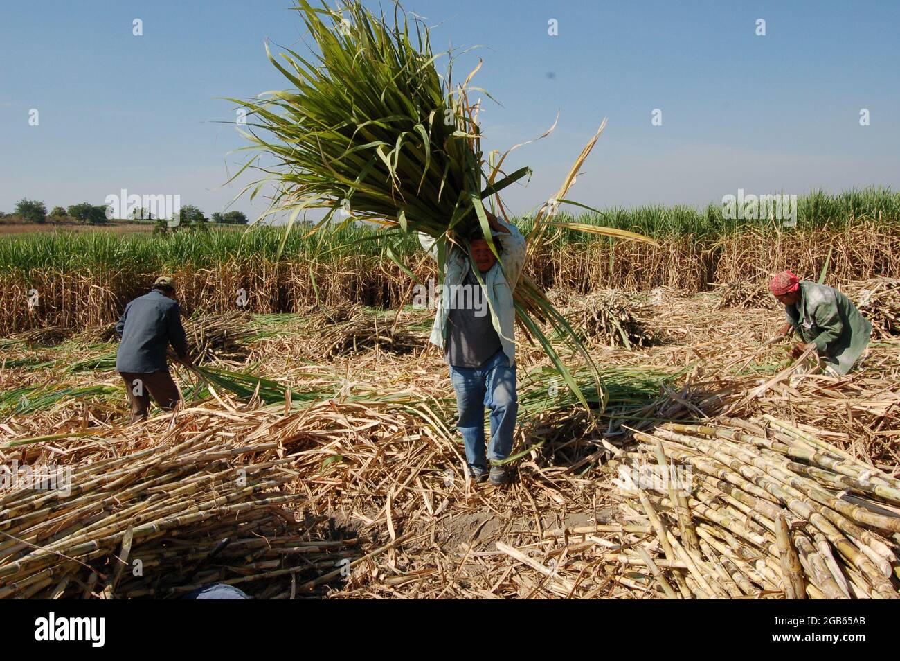 Campesinos raccolta caña (canna da zucchero) Foto Stock